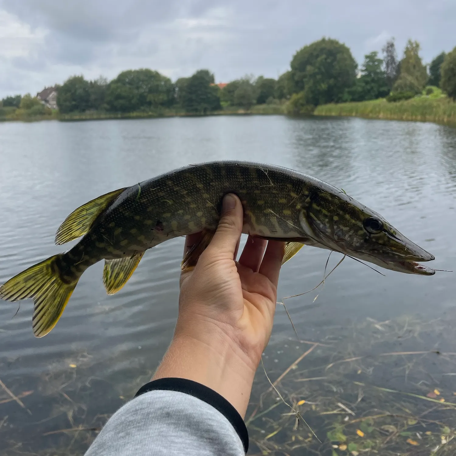 Northern pike caught on Fishbrain