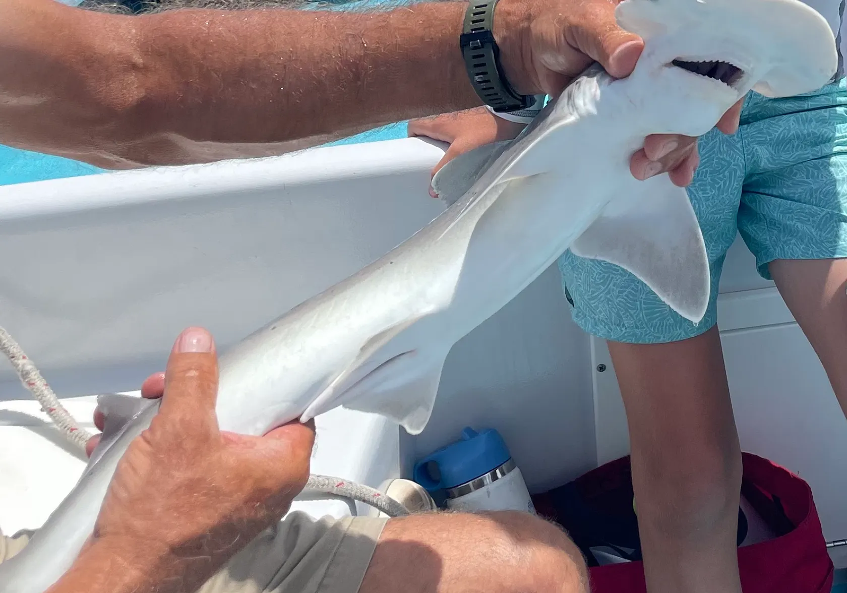 Scalloped hammerhead shark