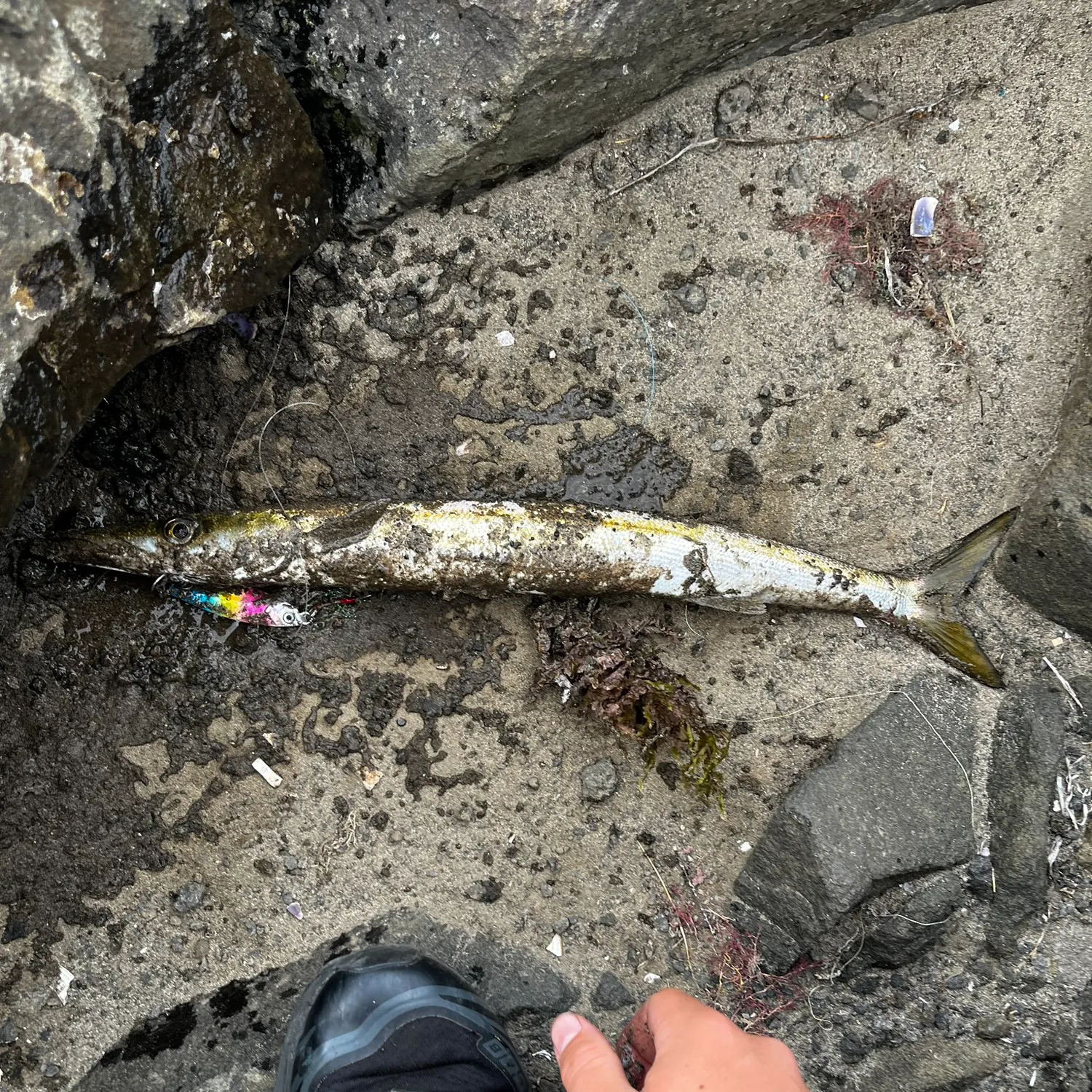 The most recent Australian barracuda catches on Fishbrain