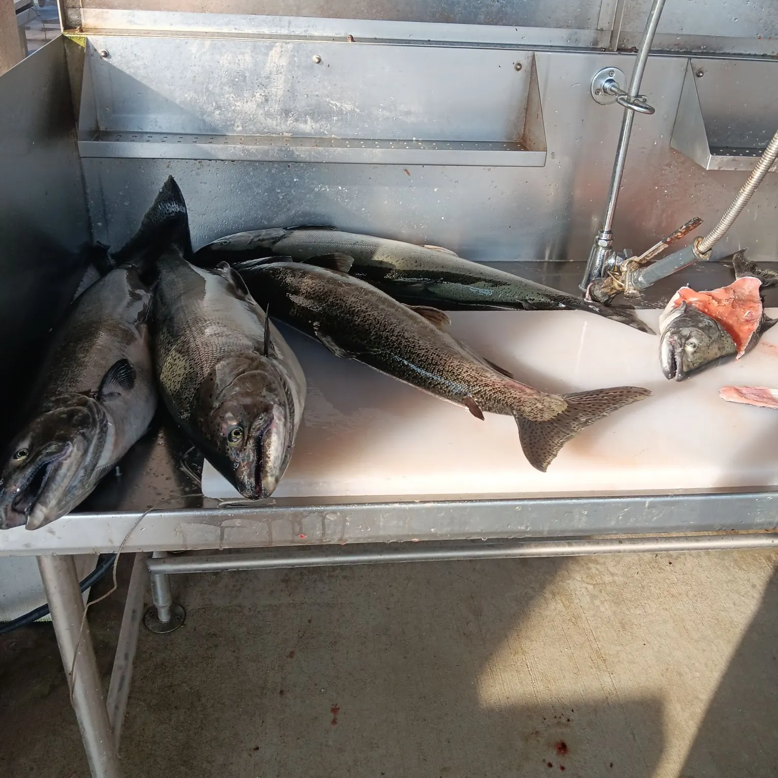 Coho salmon caught on Fishbrain