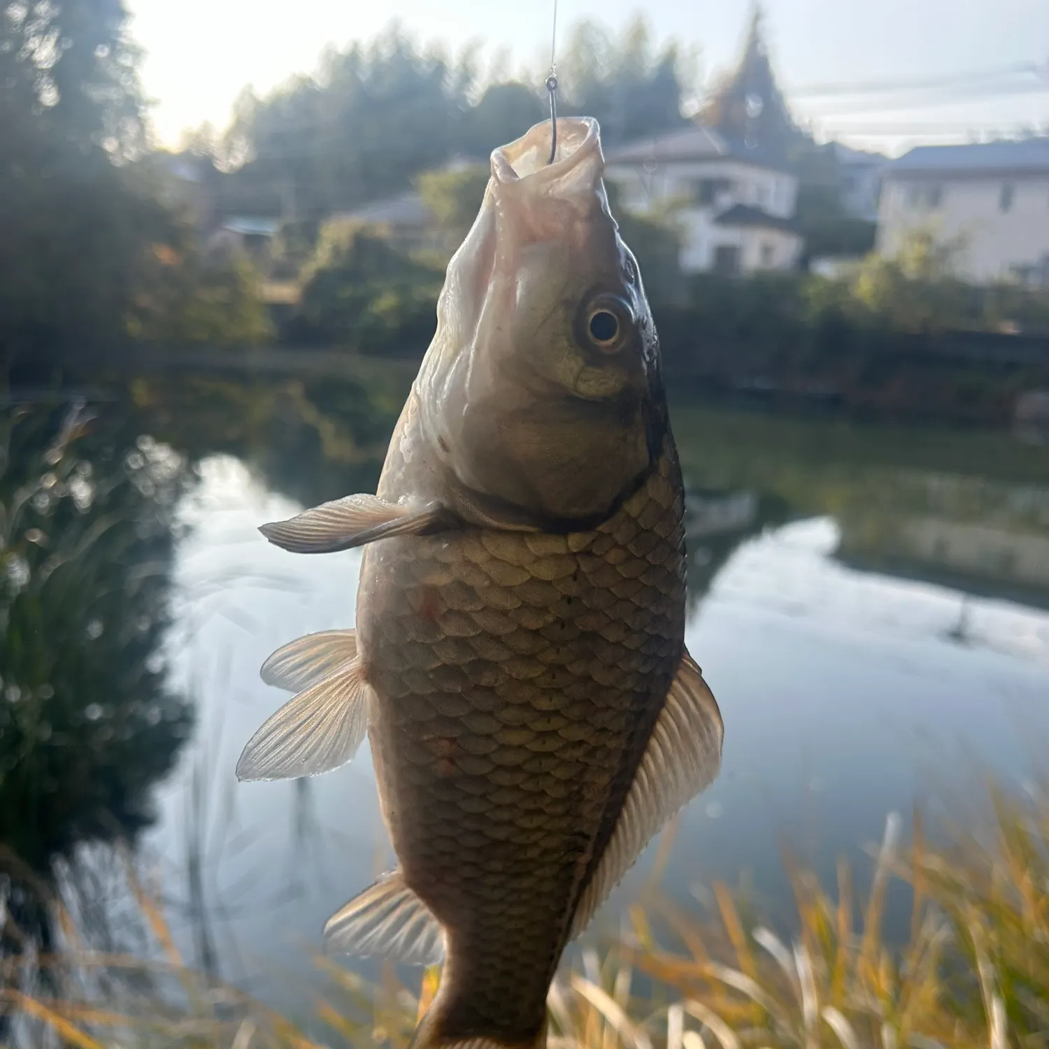 The most recent Japanese white crucian carp catches on Fishbrain