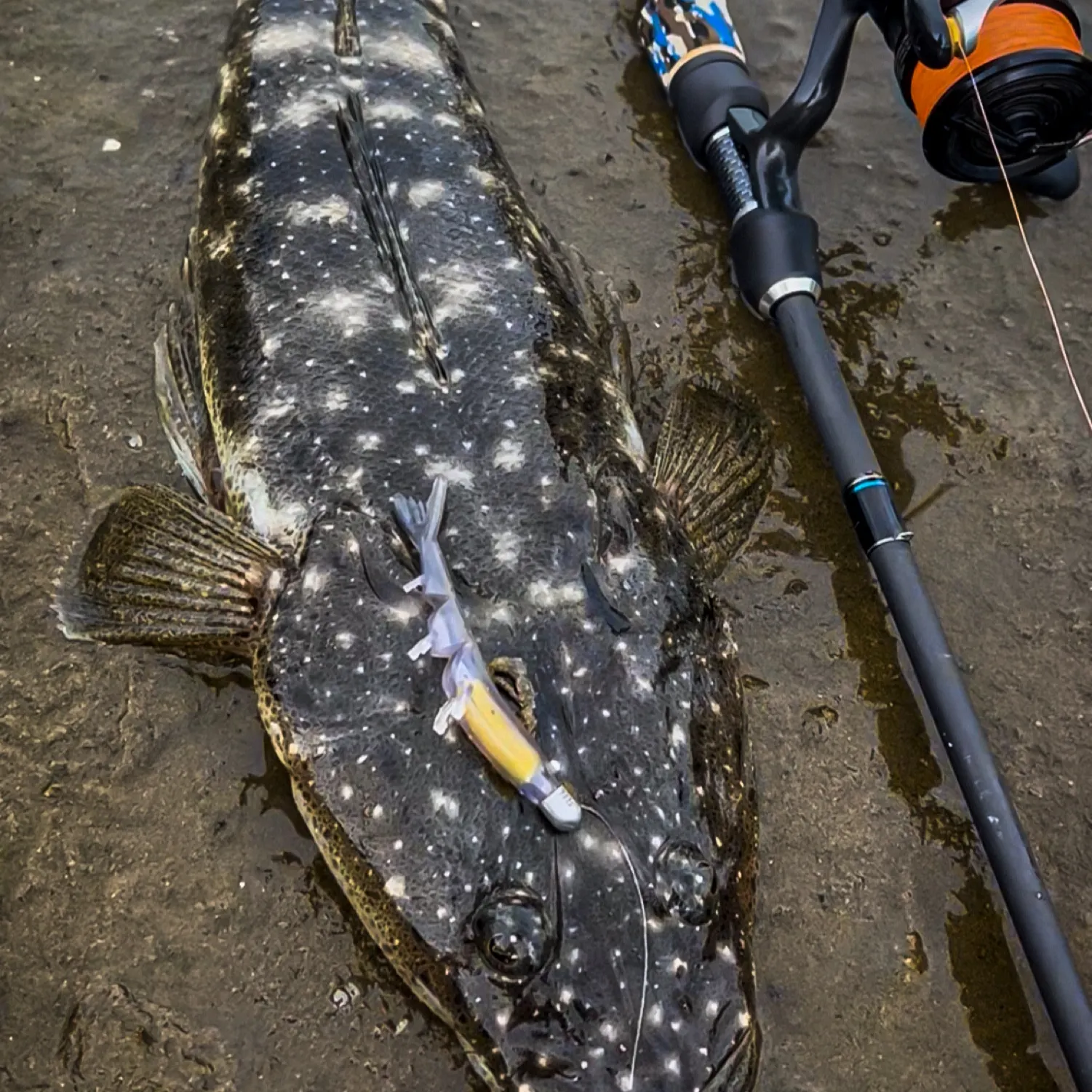 The most recent Dusky flathead catches on Fishbrain
