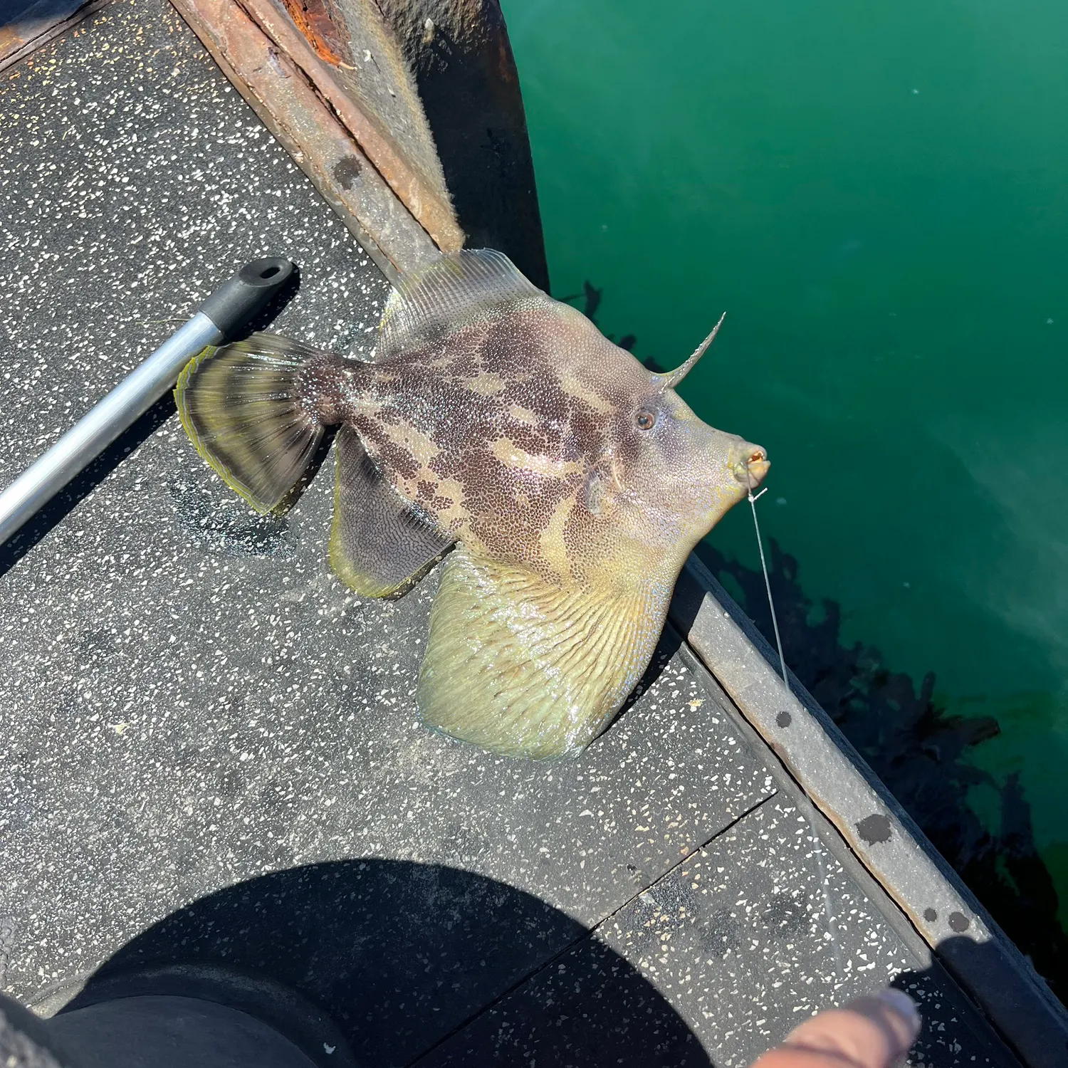 The most recent Yellowfin leatherjacket catches on Fishbrain