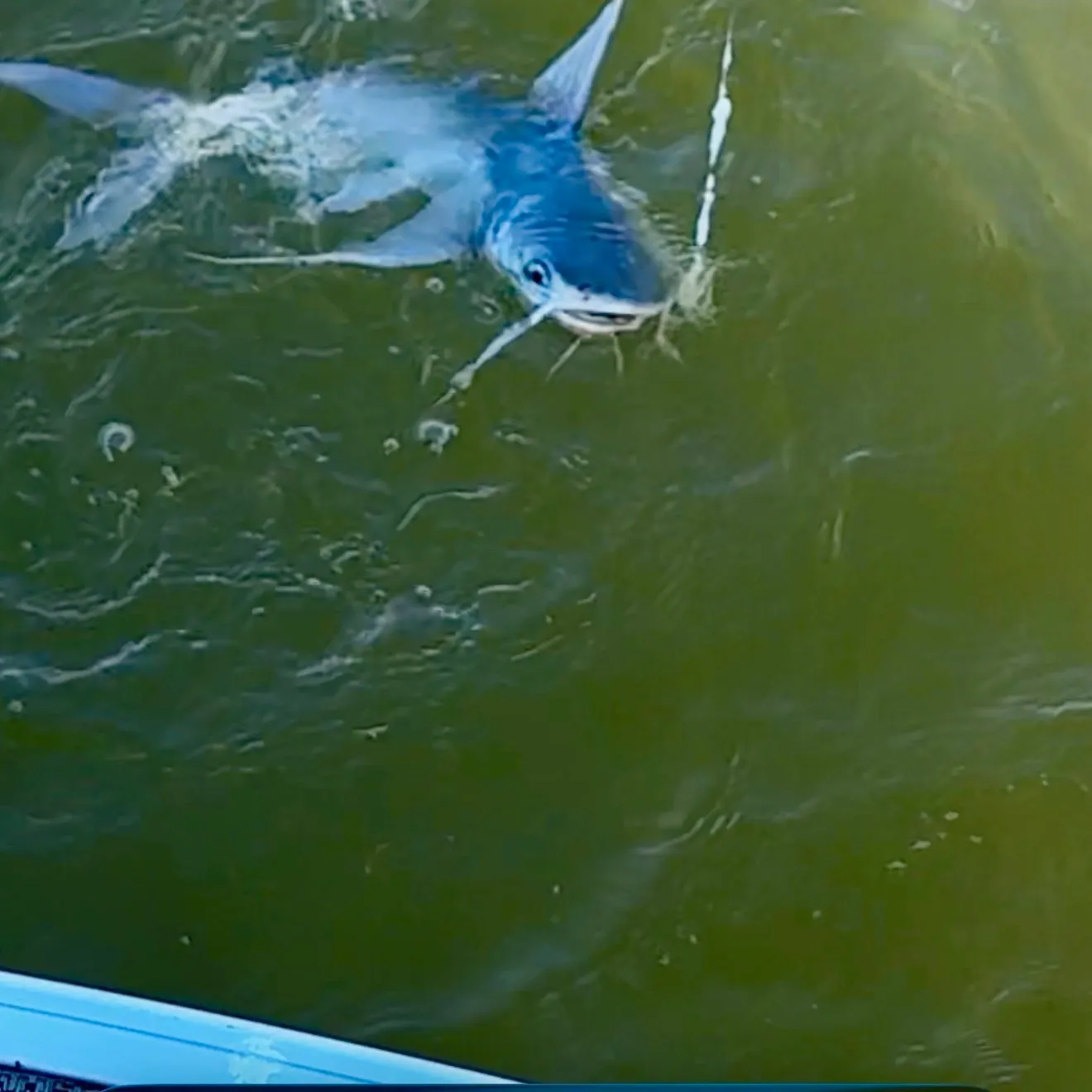Gafftopsail sea catfish caught on Fishbrain