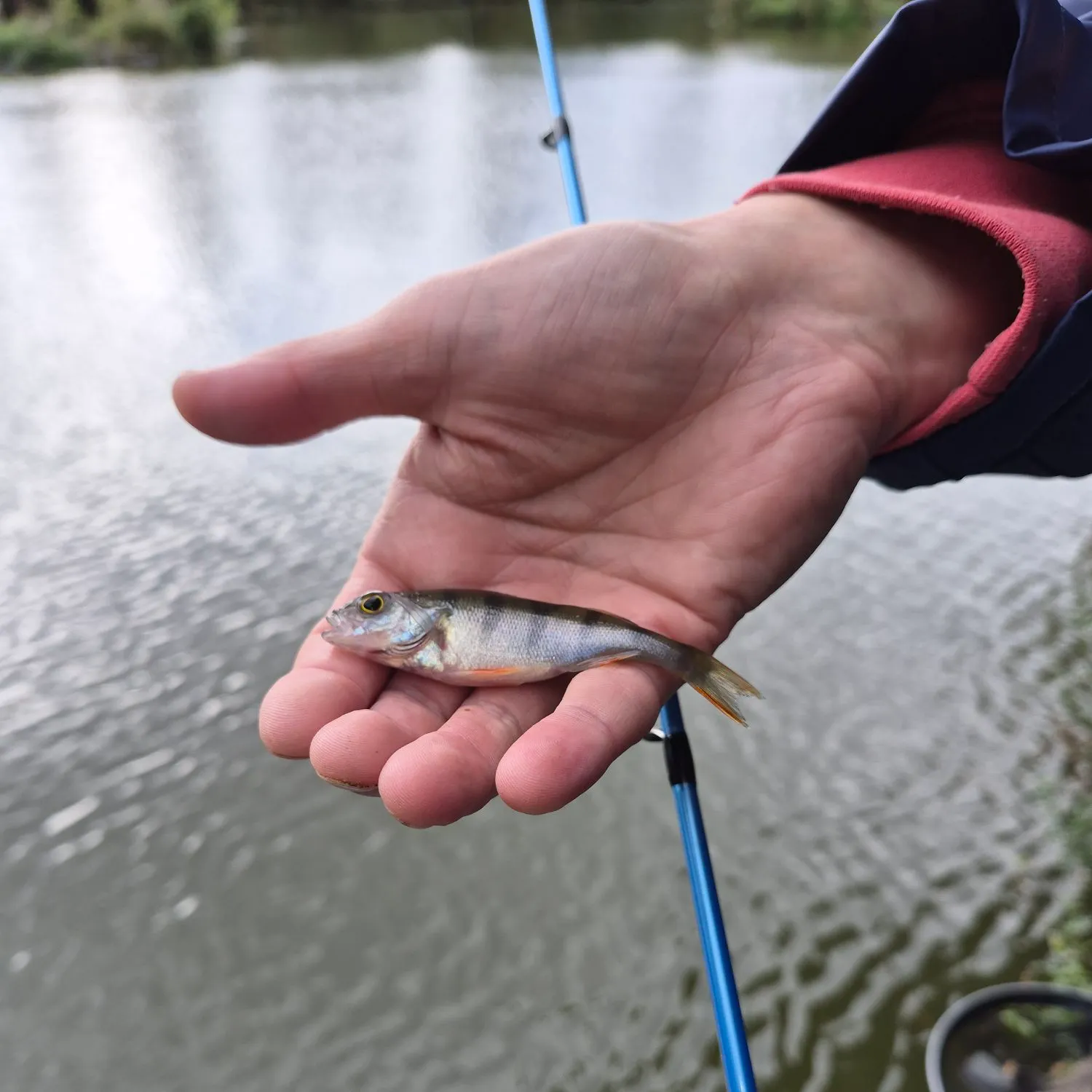 European perch caught on Fishbrain
