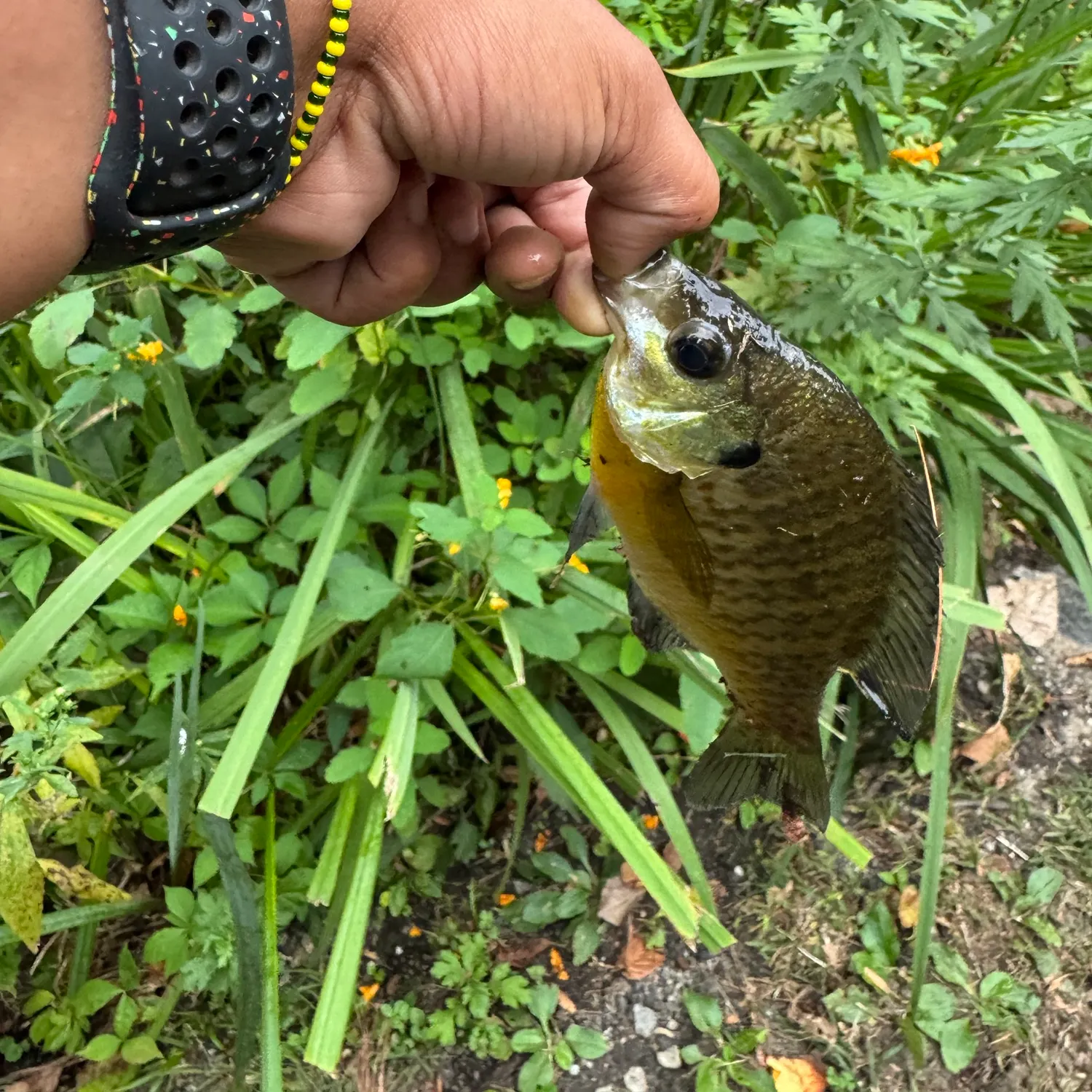 Bluegill caught on Fishbrain