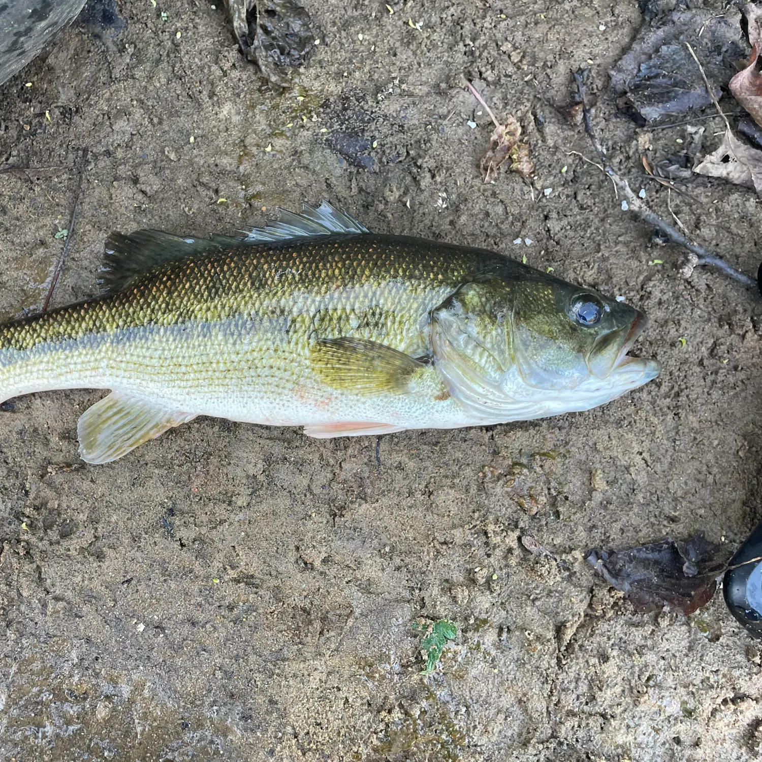 Largemouth bass caught on Fishbrain