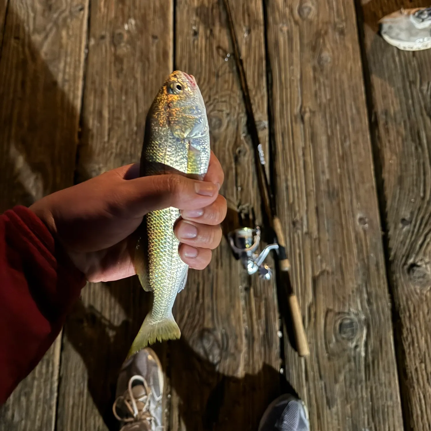 White croaker caught on Fishbrain