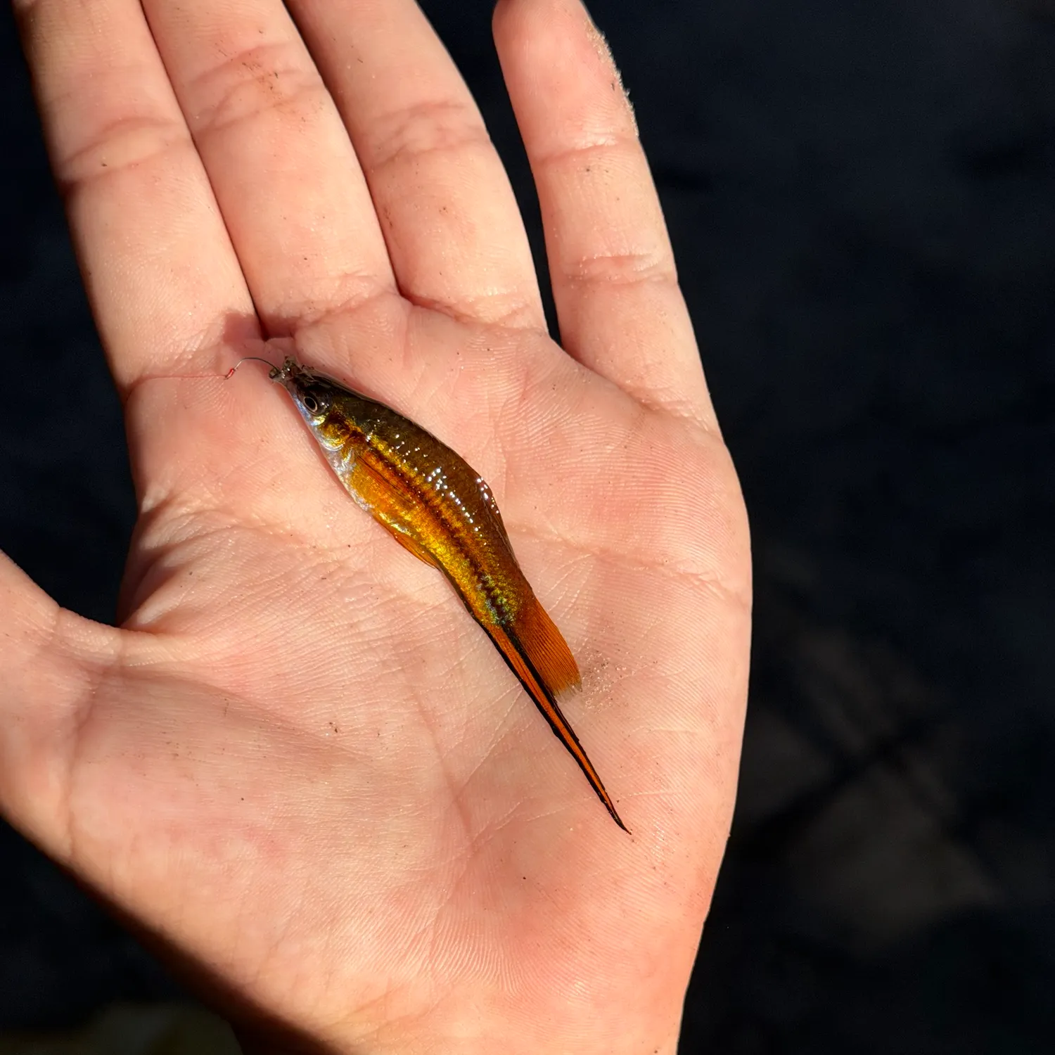 The most recent Green swordtail catches on Fishbrain