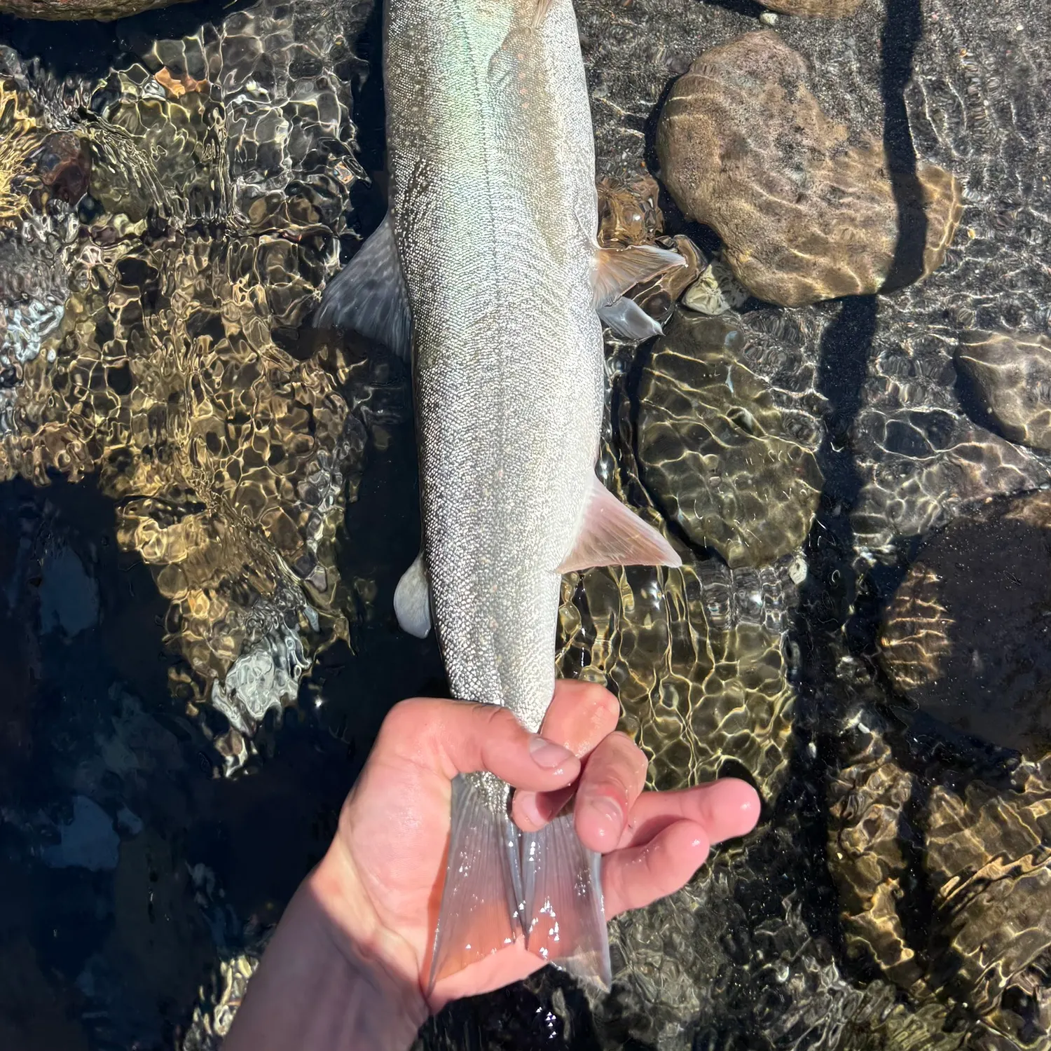 The most recent Bull trout catches on Fishbrain