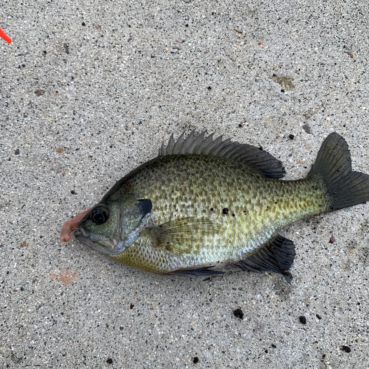 The most recent Bluegill catches on Fishbrain