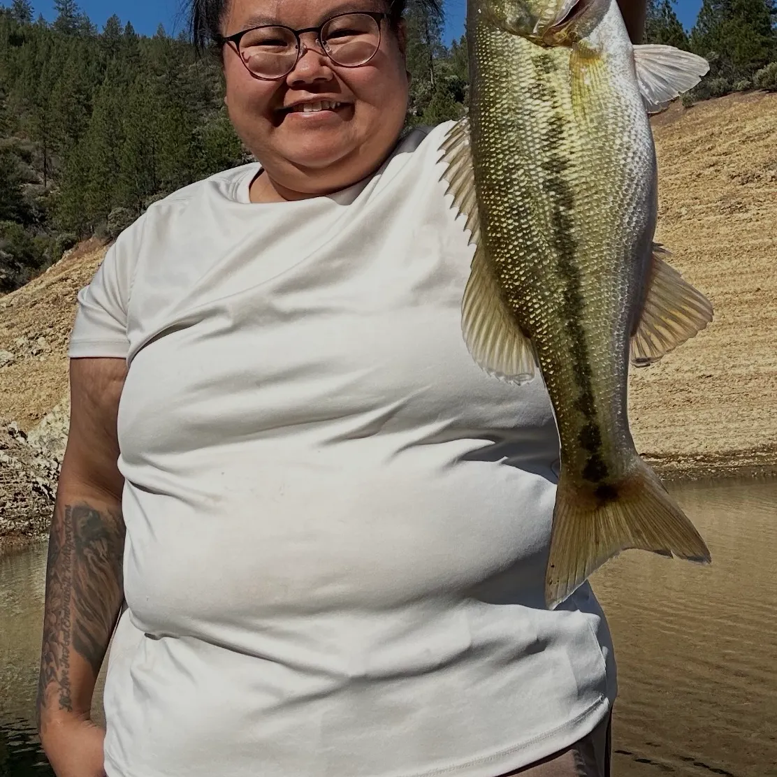Spotted bass caught on Fishbrain