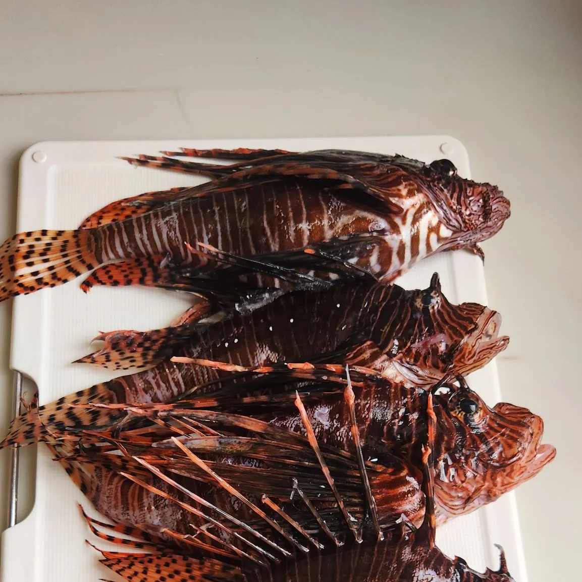 The most recent Red lionfish catches on Fishbrain