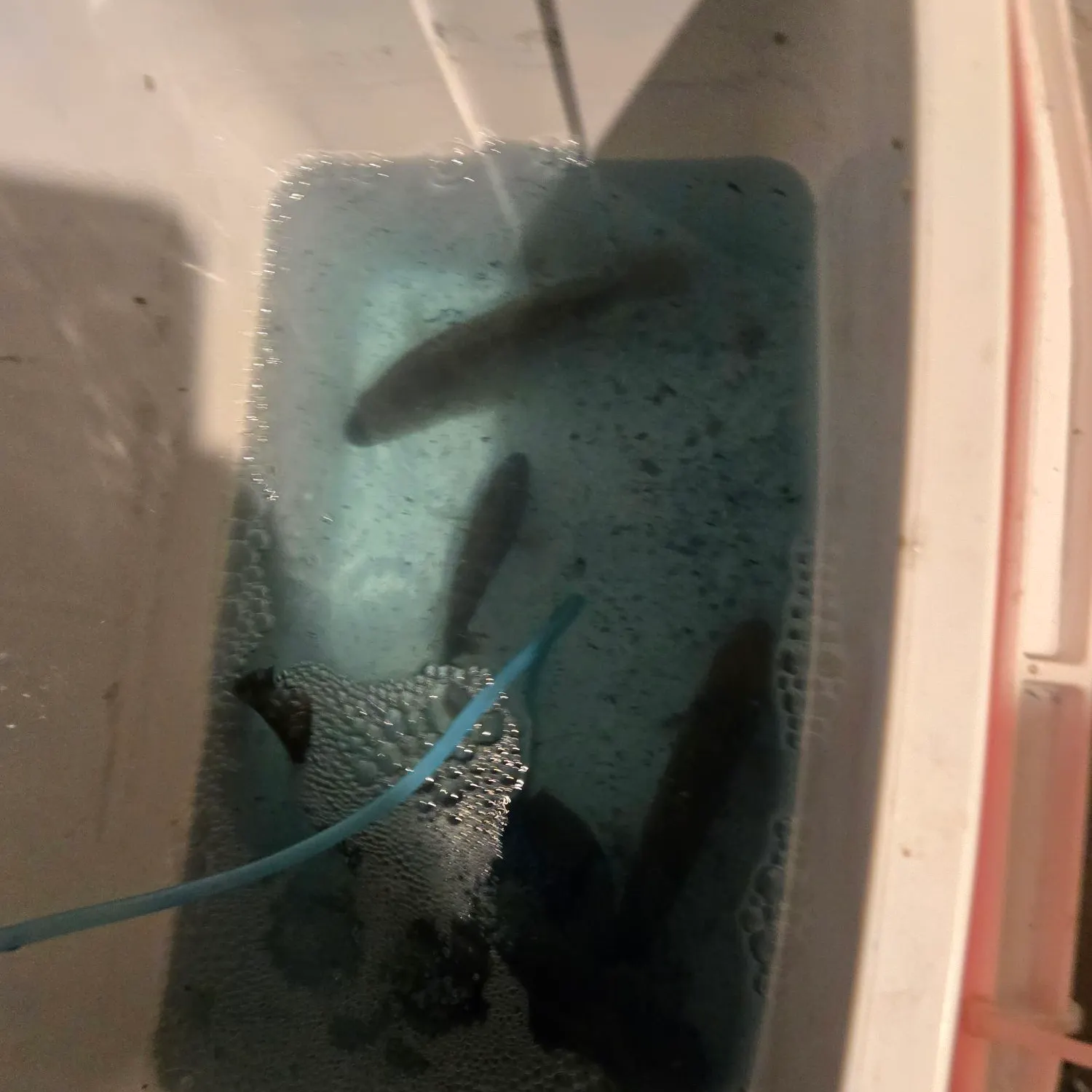 Creek chub caught on Fishbrain