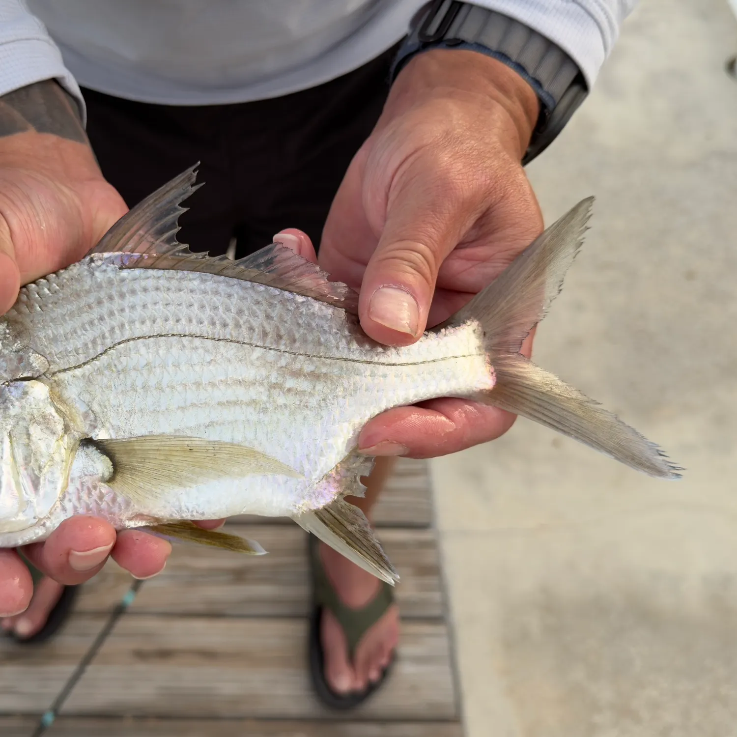 recently logged catches