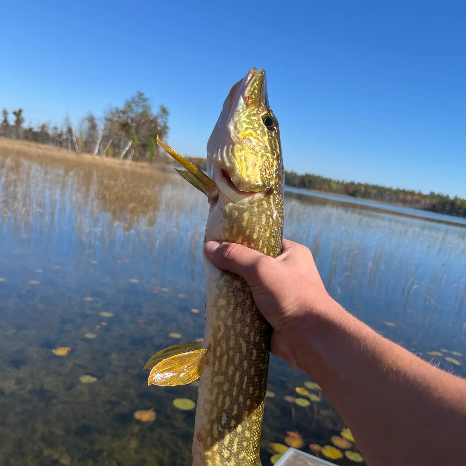 Northern pike caught on Fishbrain
