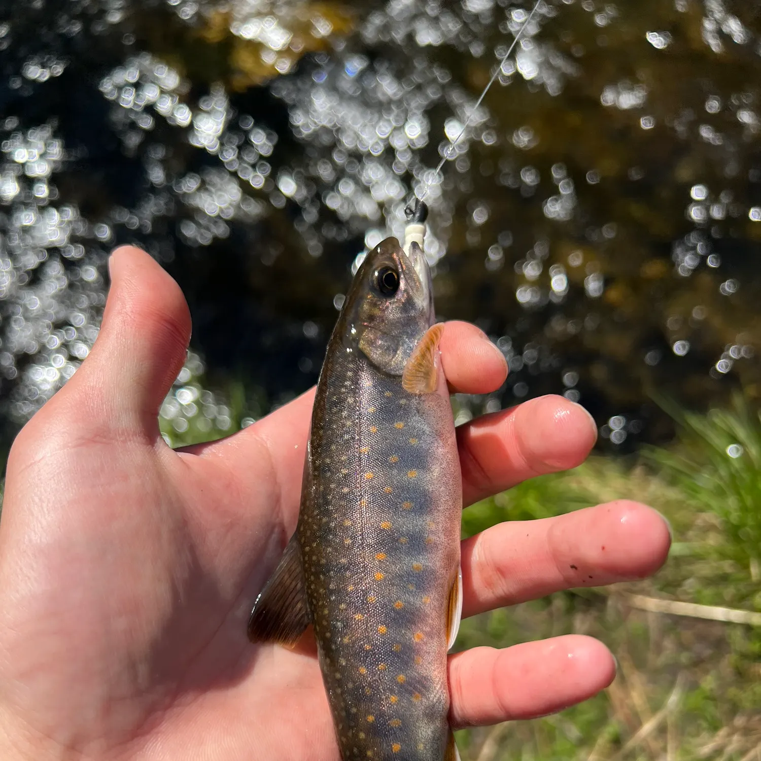 The most recent Dolly varden catches on Fishbrain