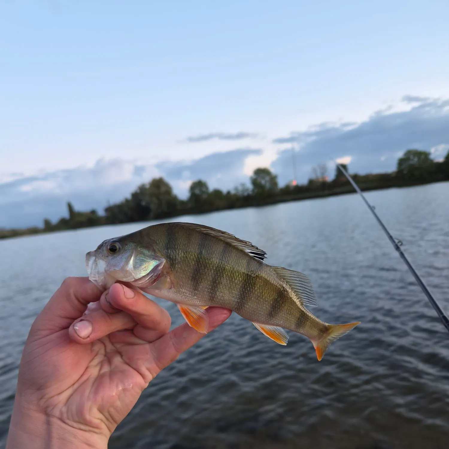 European perch caught on Fishbrain