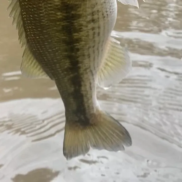 Spotted bass caught on Fishbrain