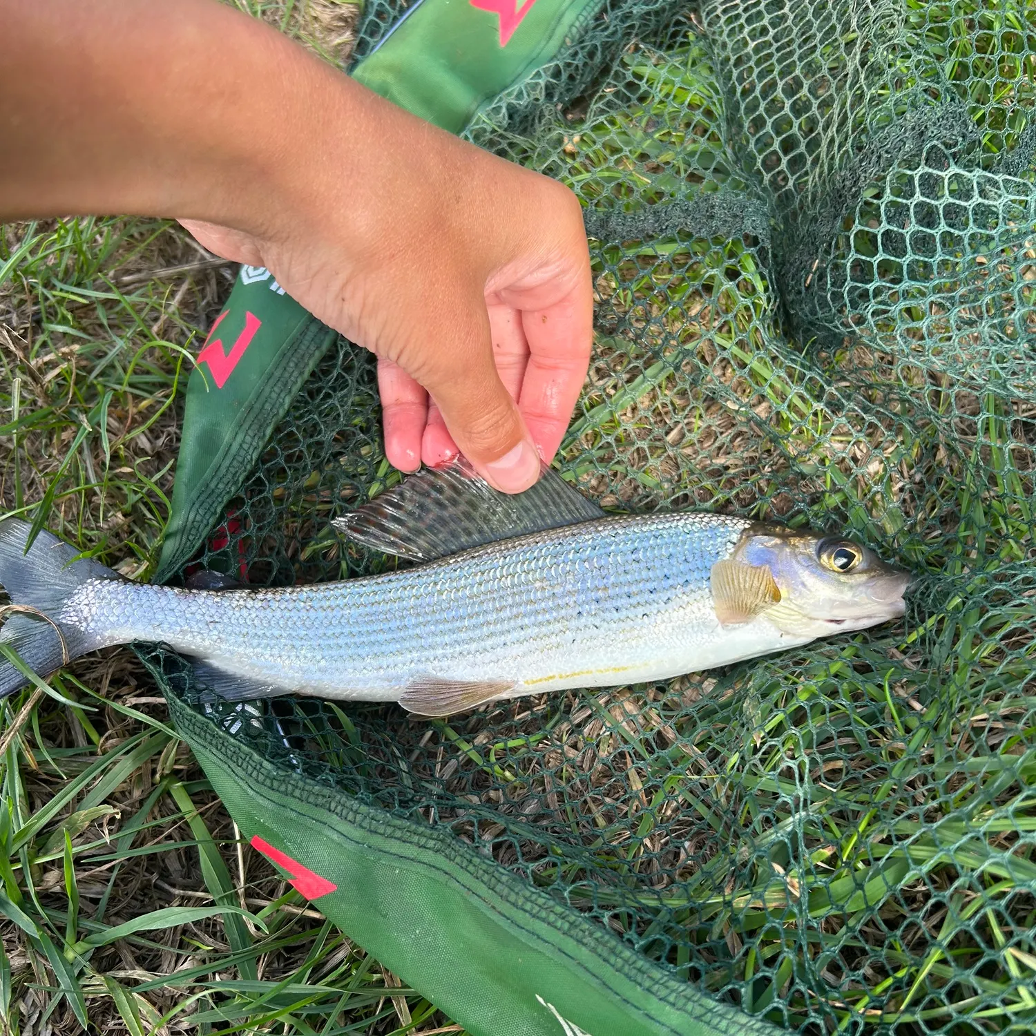 European grayling caught on Fishbrain