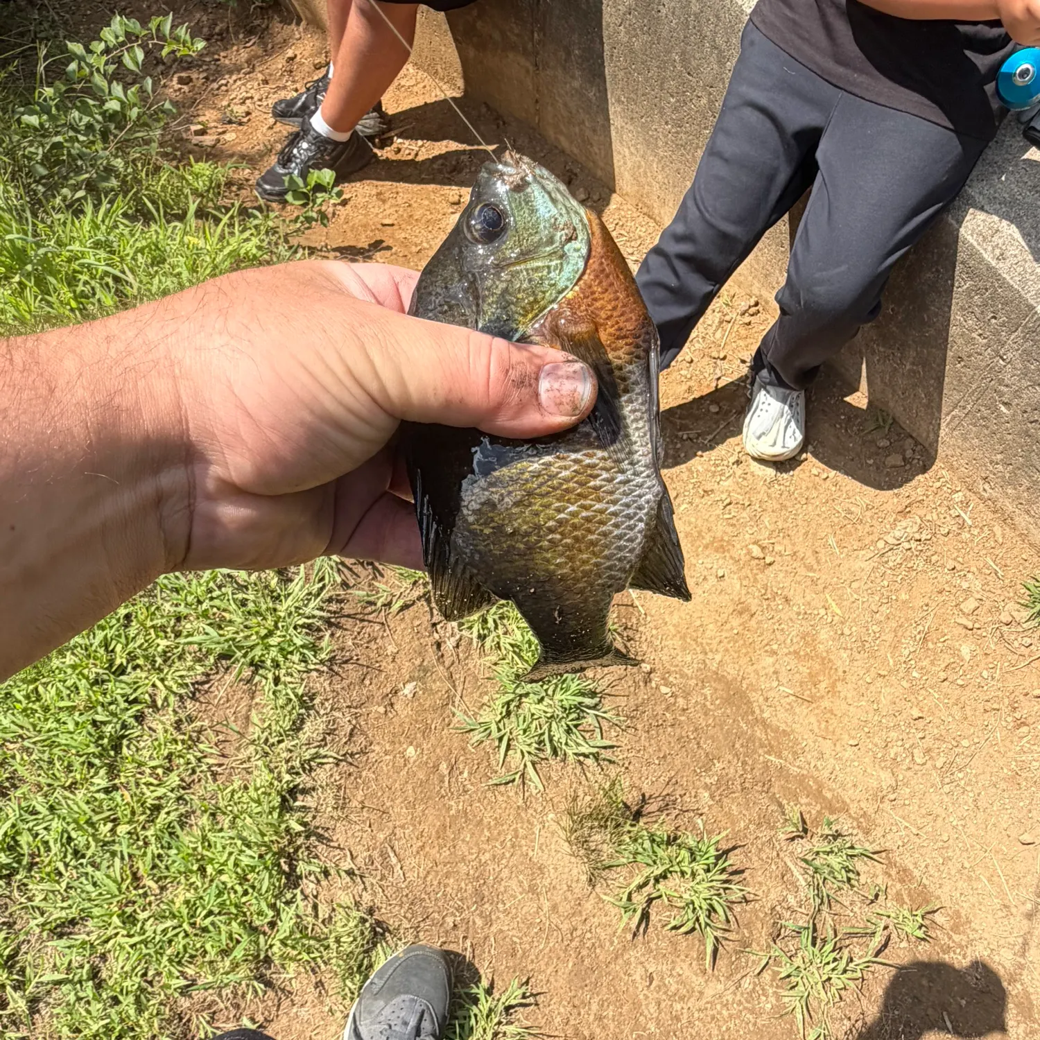 Bluegill caught on Fishbrain