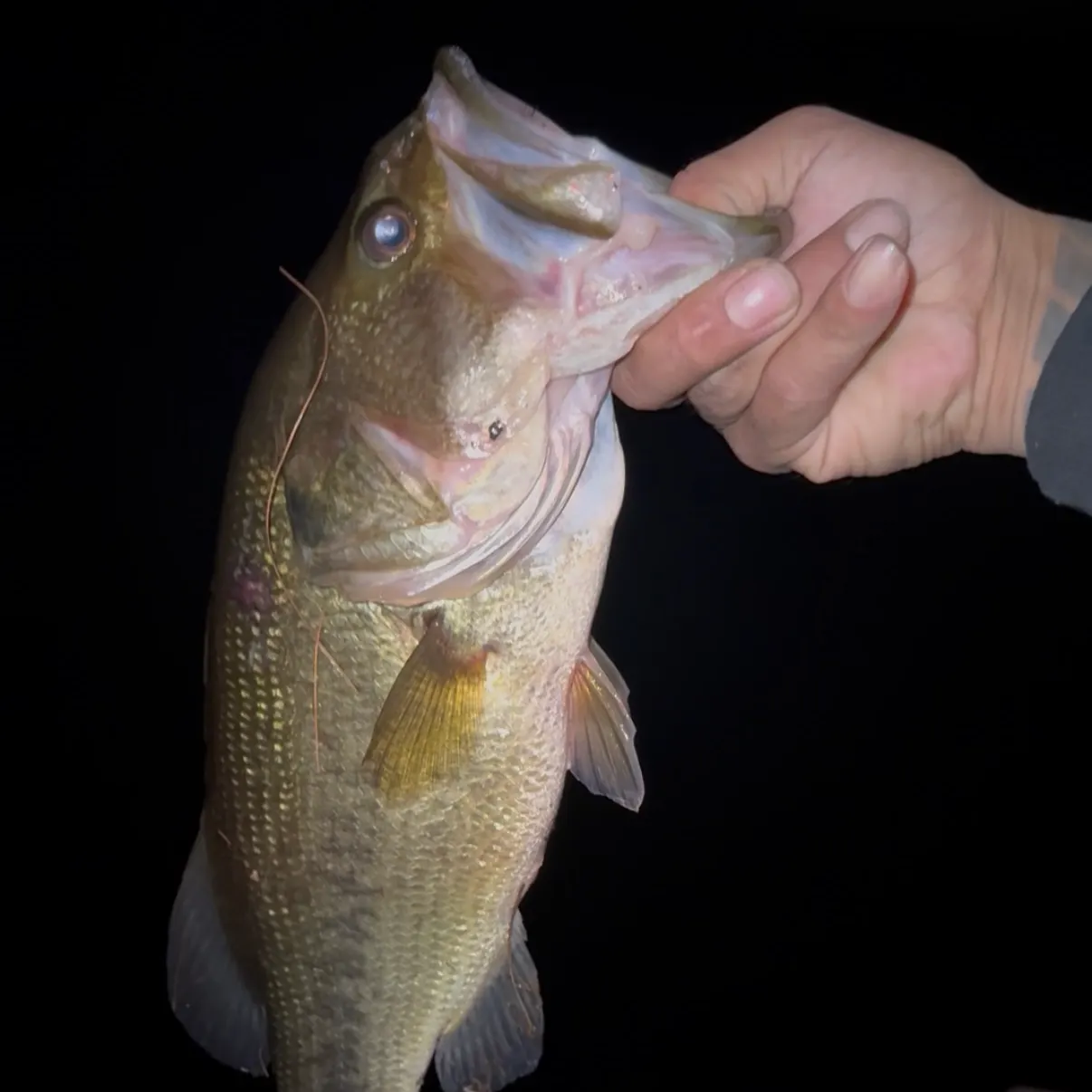 Largemouth bass caught on Fishbrain