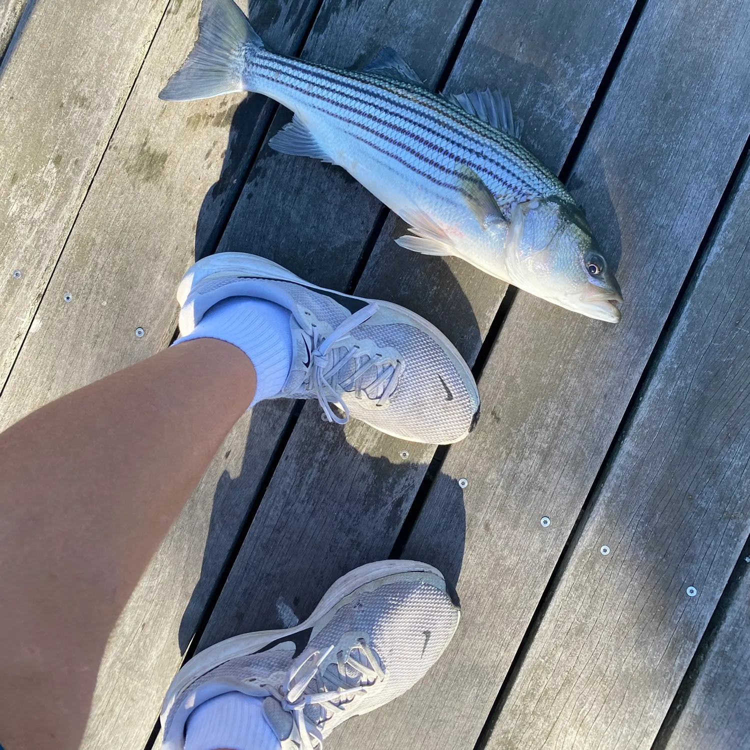 Striped bass caught on Fishbrain