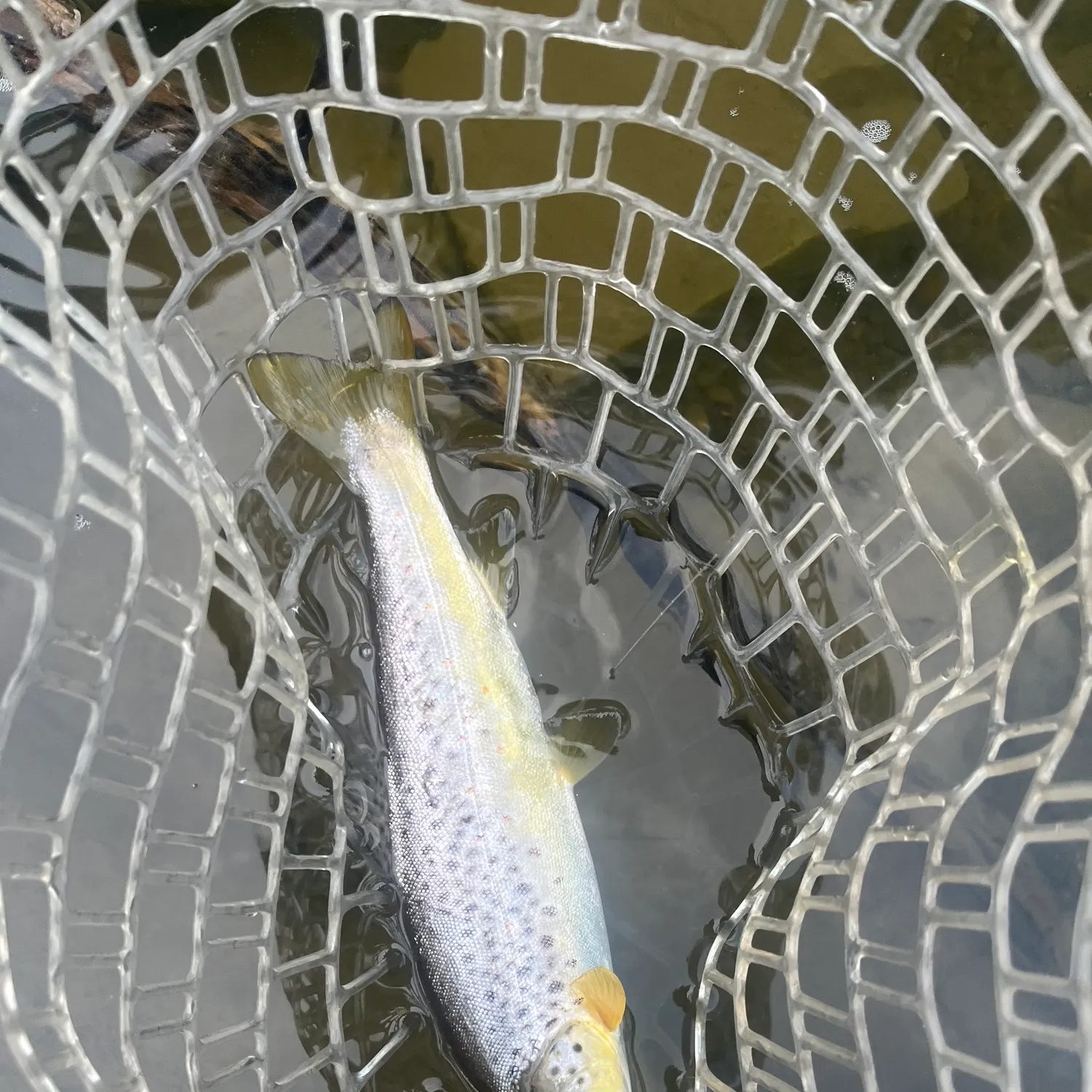 Brown trout caught on Fishbrain