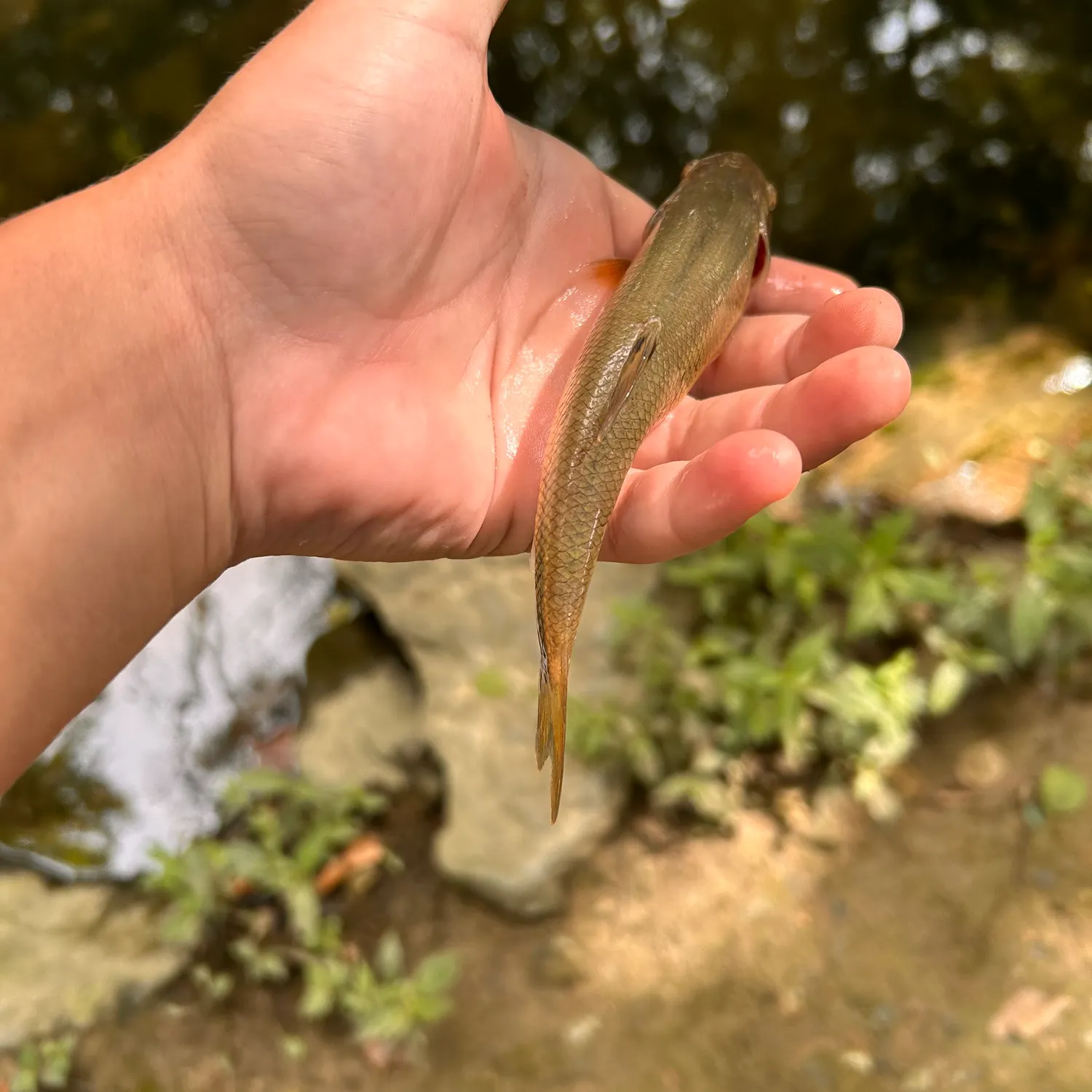 Creek chub caught on Fishbrain