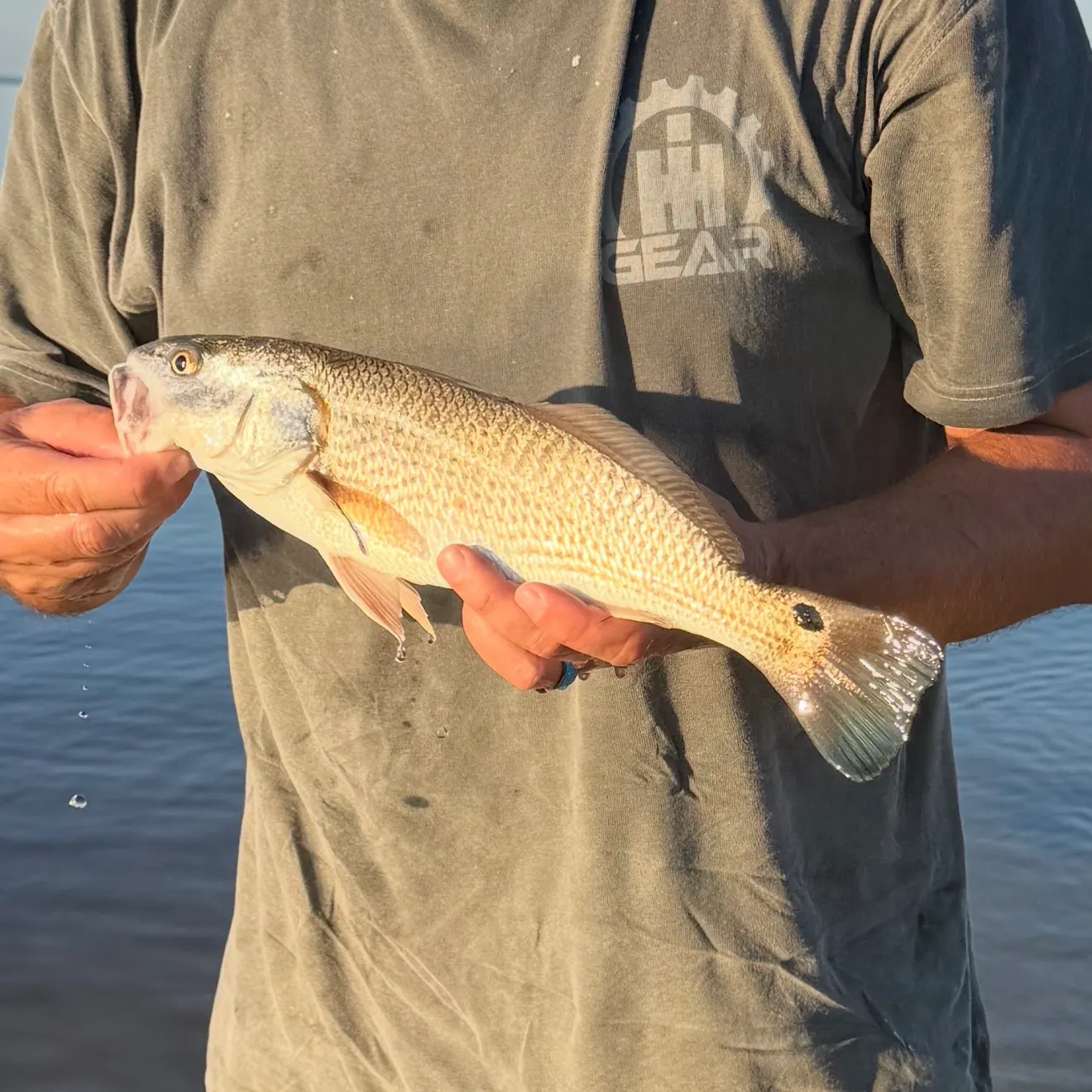 Red drum caught on Fishbrain