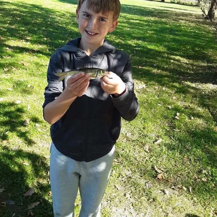 Striped shiner caught on Fishbrain