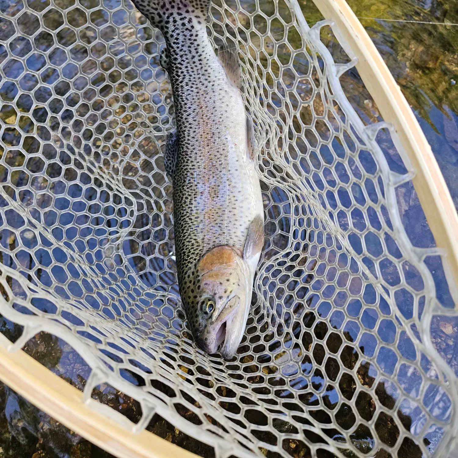 Rainbow trout caught on Fishbrain