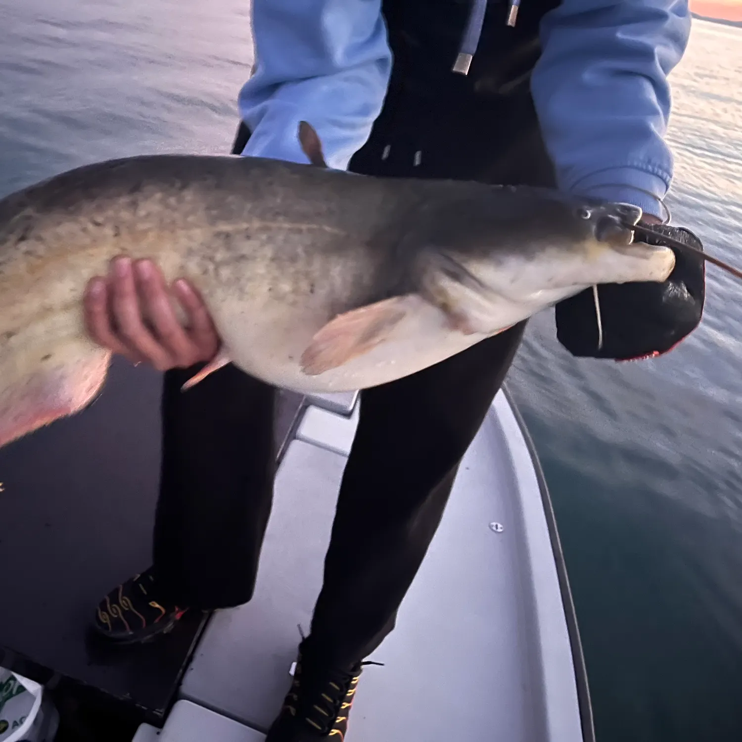 The most recent Wels catfish catches on Fishbrain