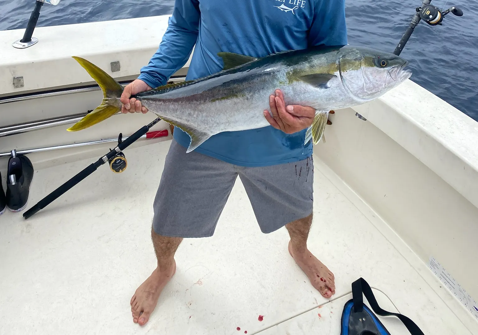 California yellowtail amberjack