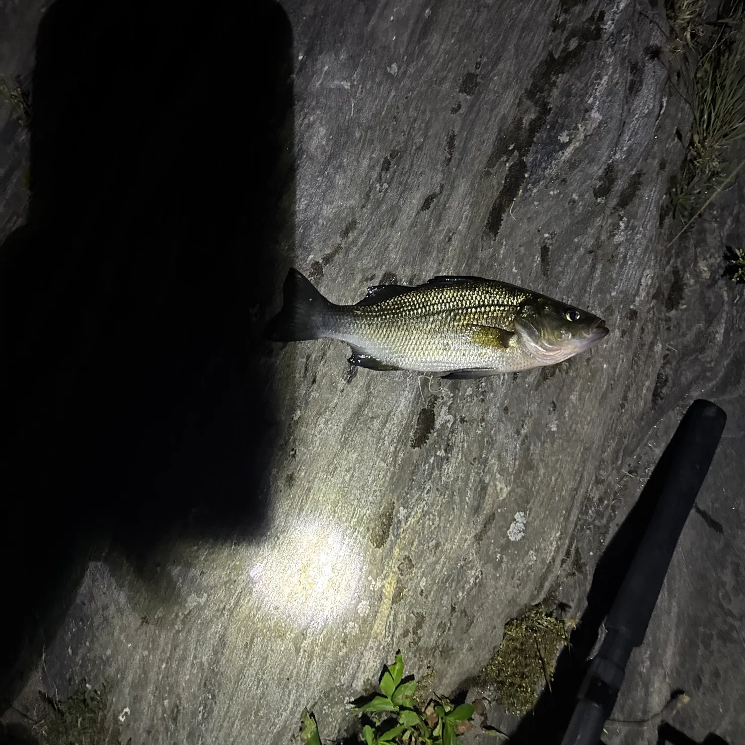 White perch caught on Fishbrain