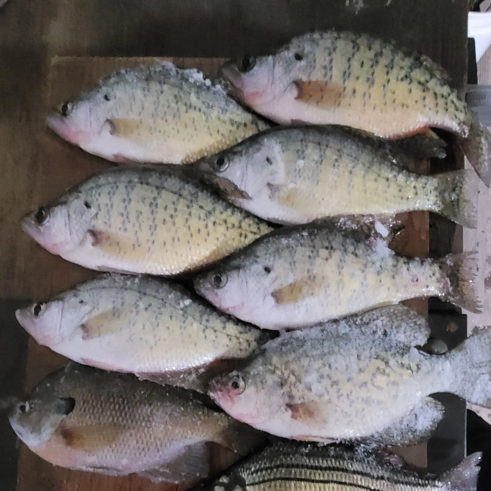 The most recent Black crappie catches on Fishbrain