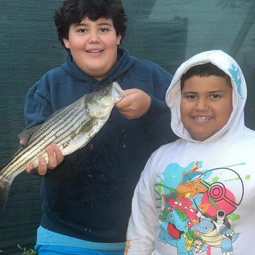 Striped bass caught on Fishbrain