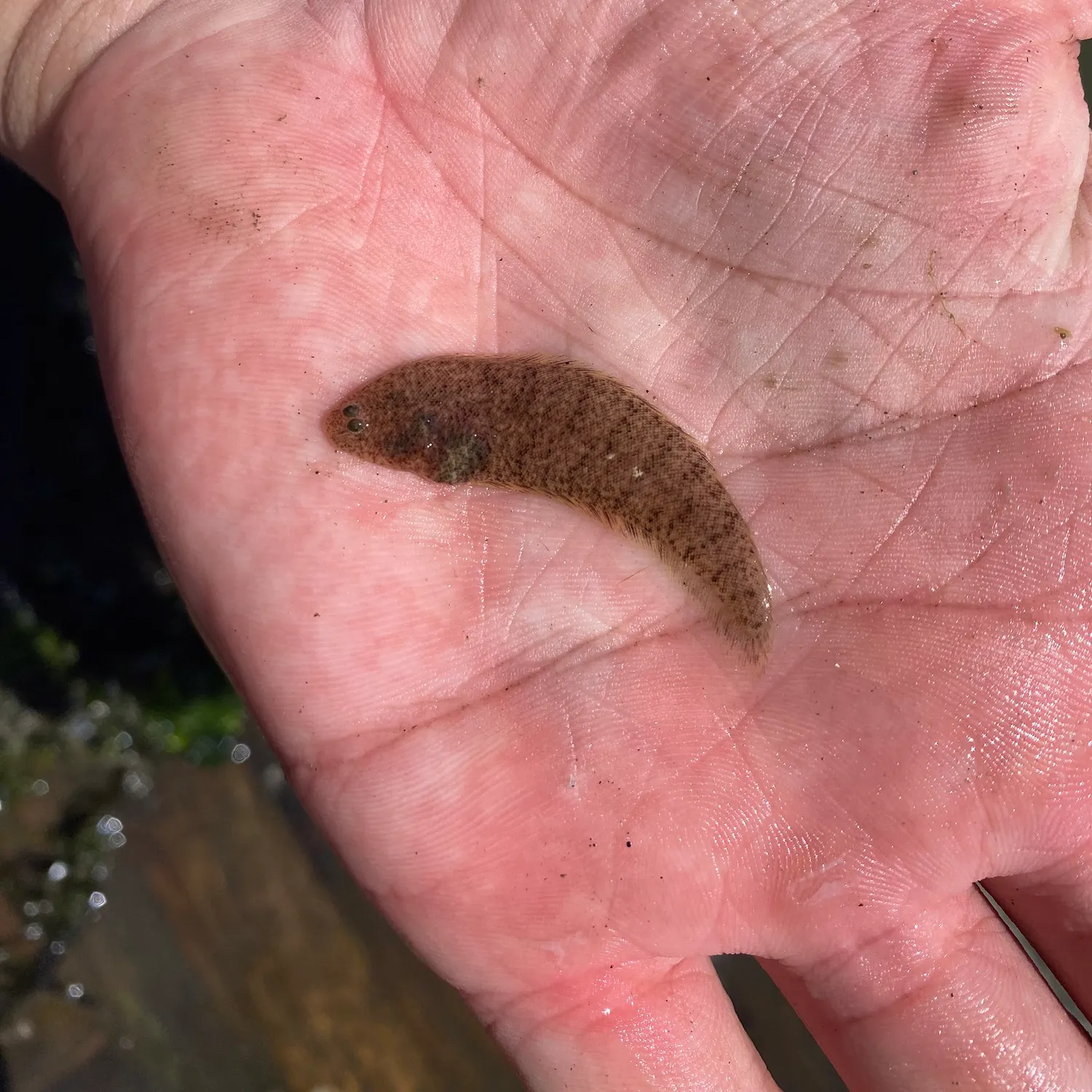 The most recent Blackcheek tonguefish catches on Fishbrain