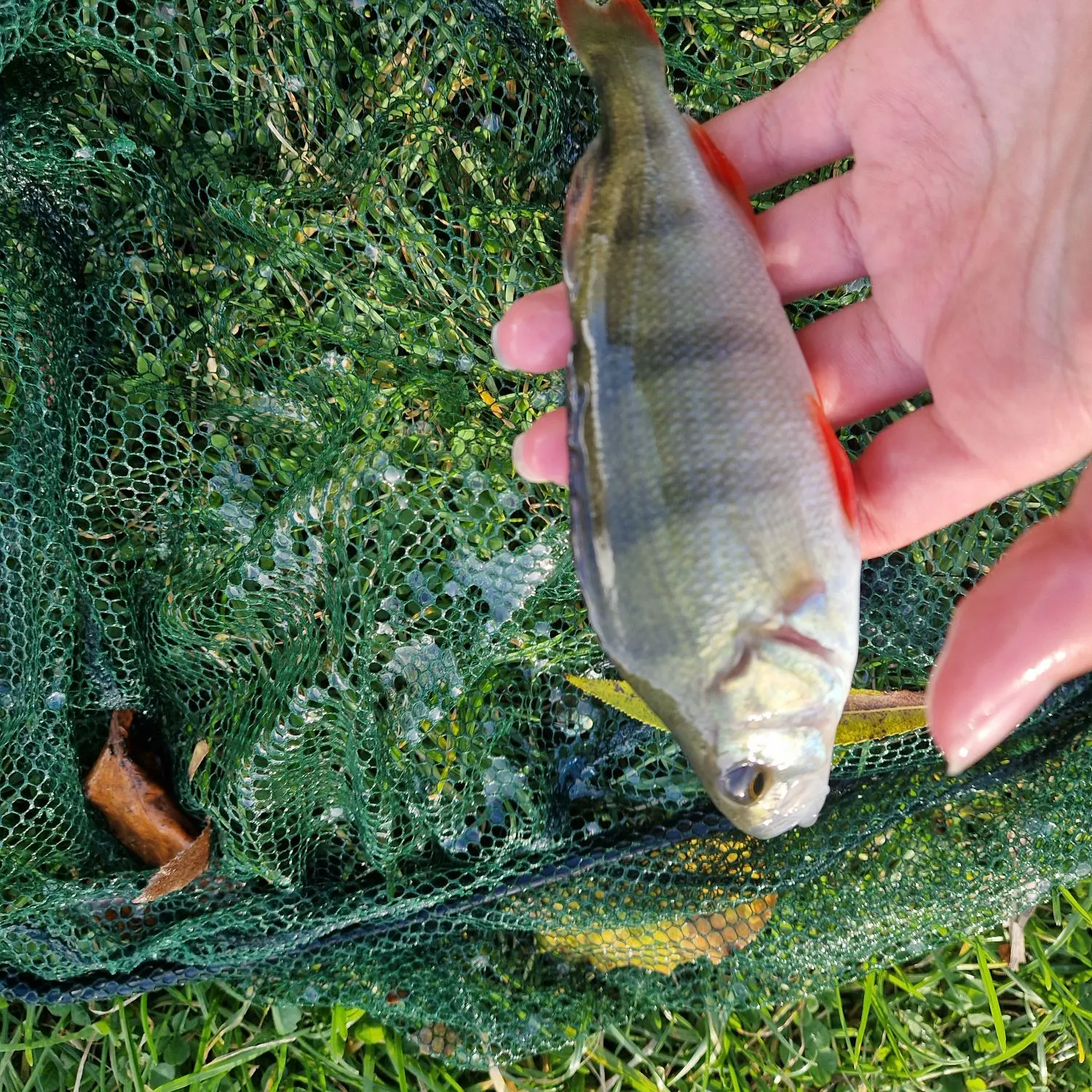 European perch caught on Fishbrain
