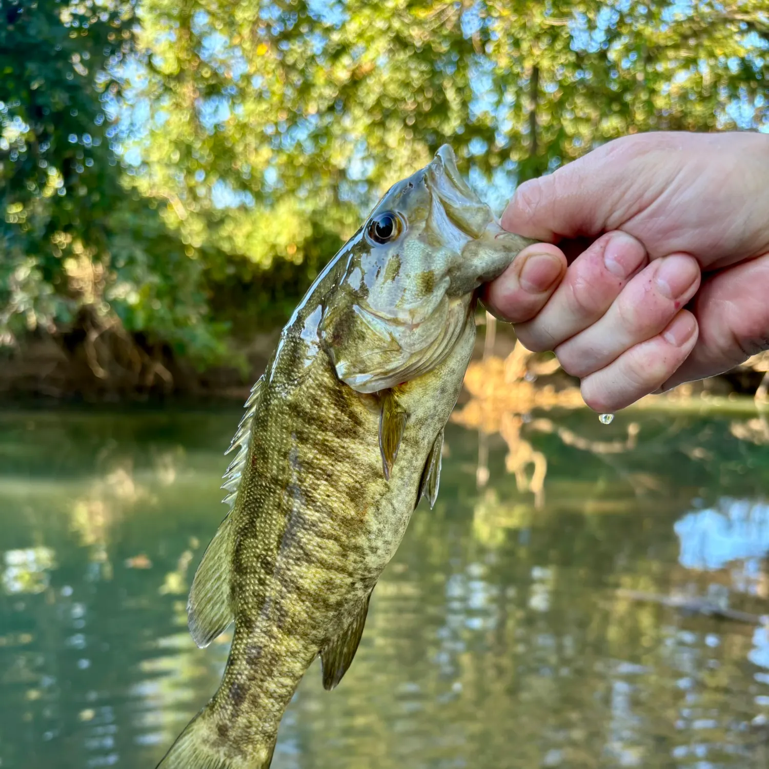 Smallmouth bass caught on Fishbrain