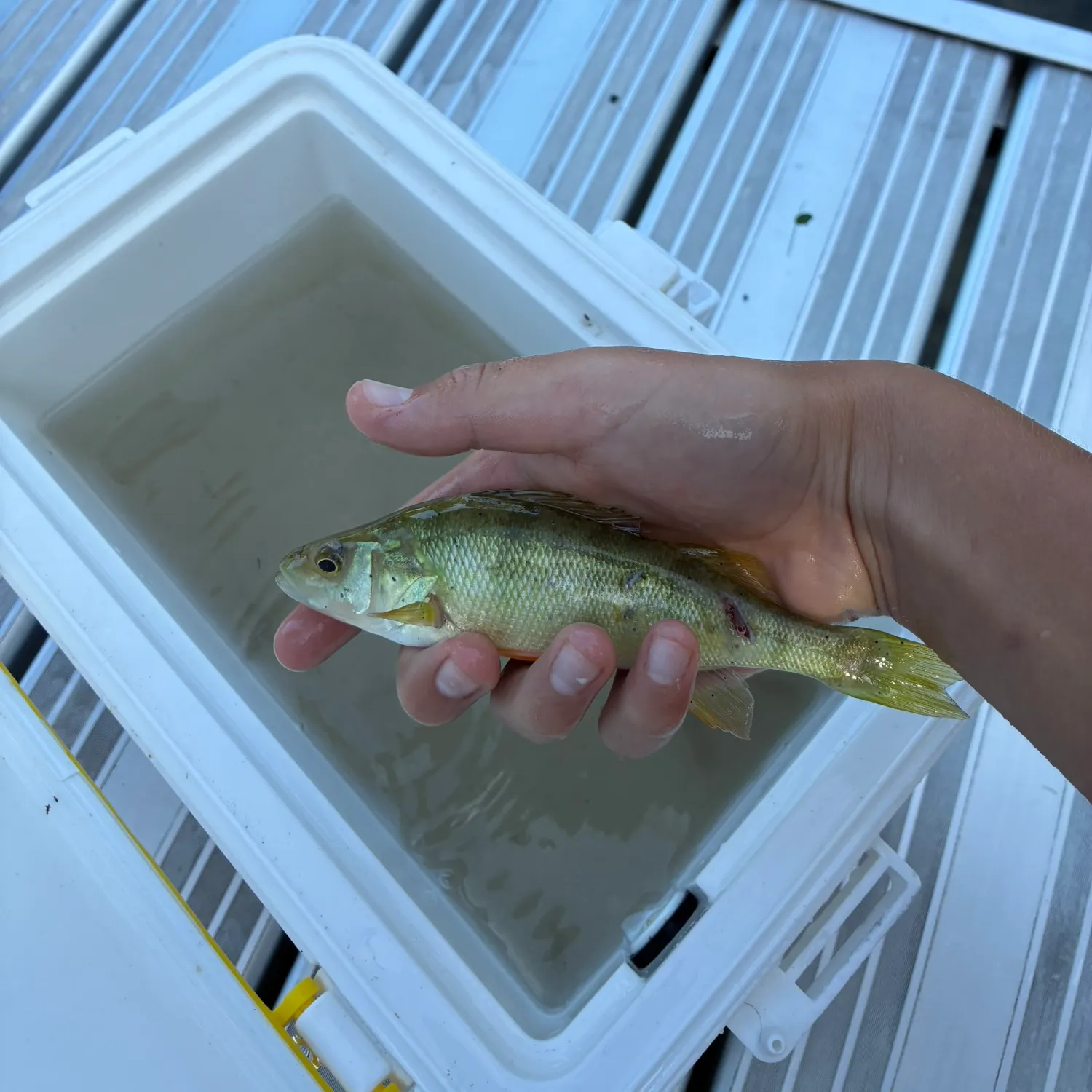 Yellow perch caught on Fishbrain