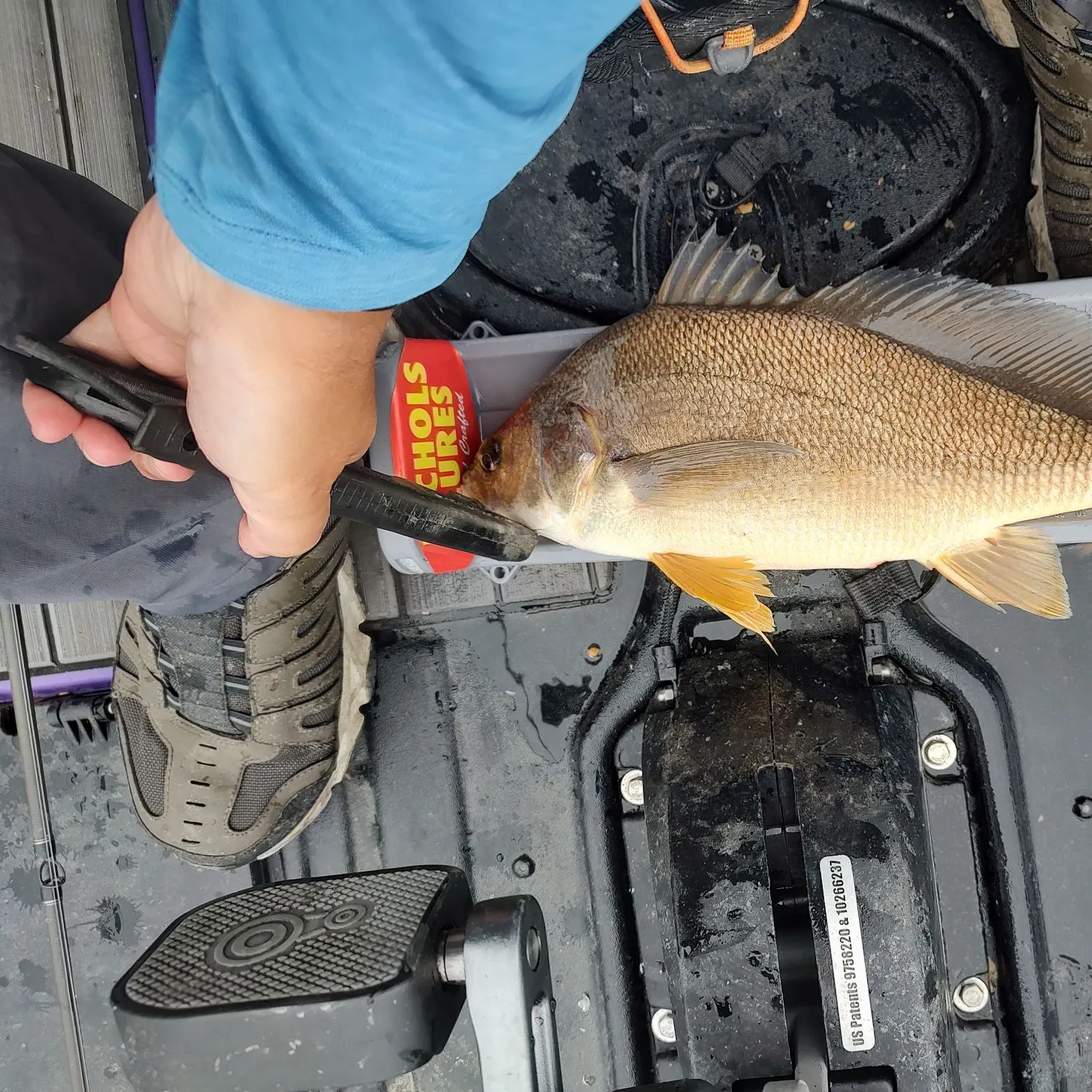 Freshwater drum caught on Fishbrain