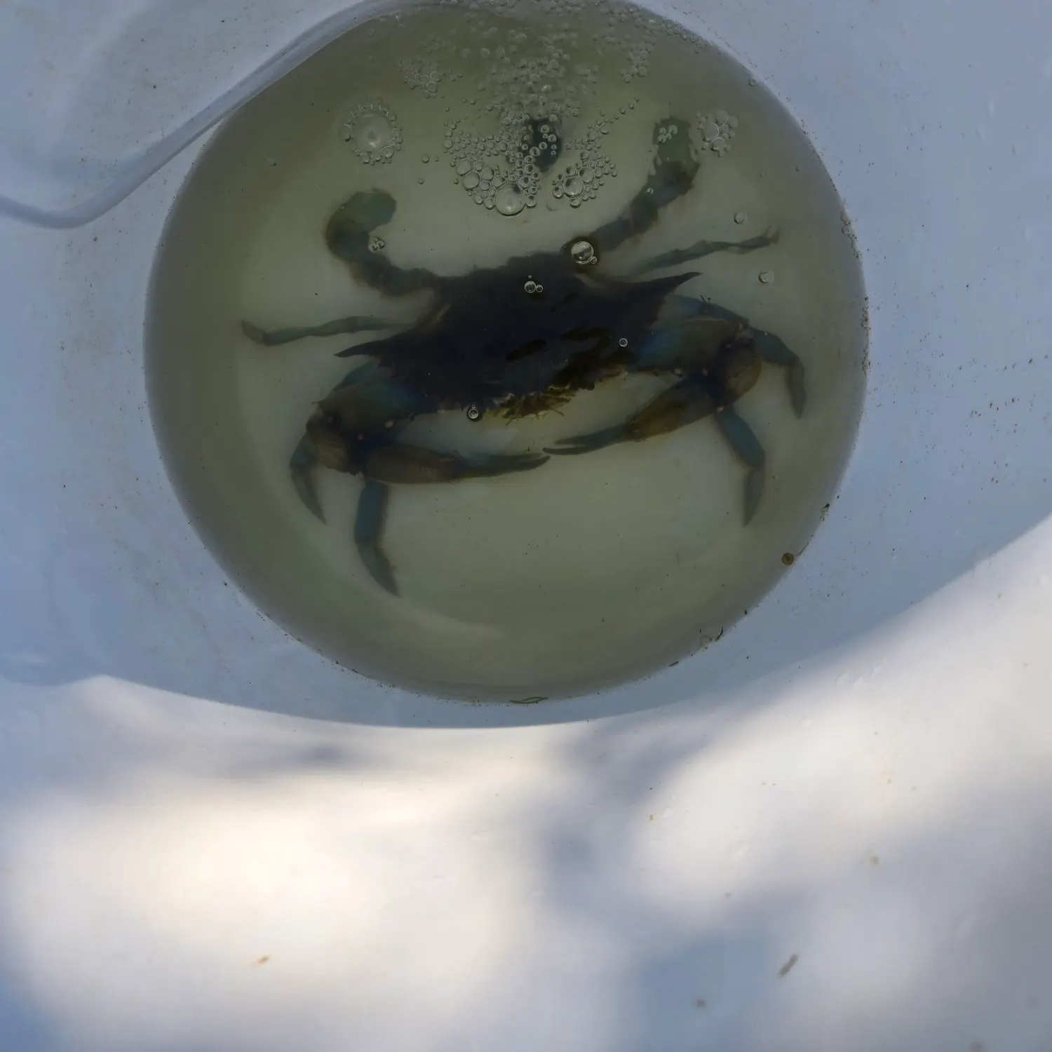Blue crab caught on Fishbrain