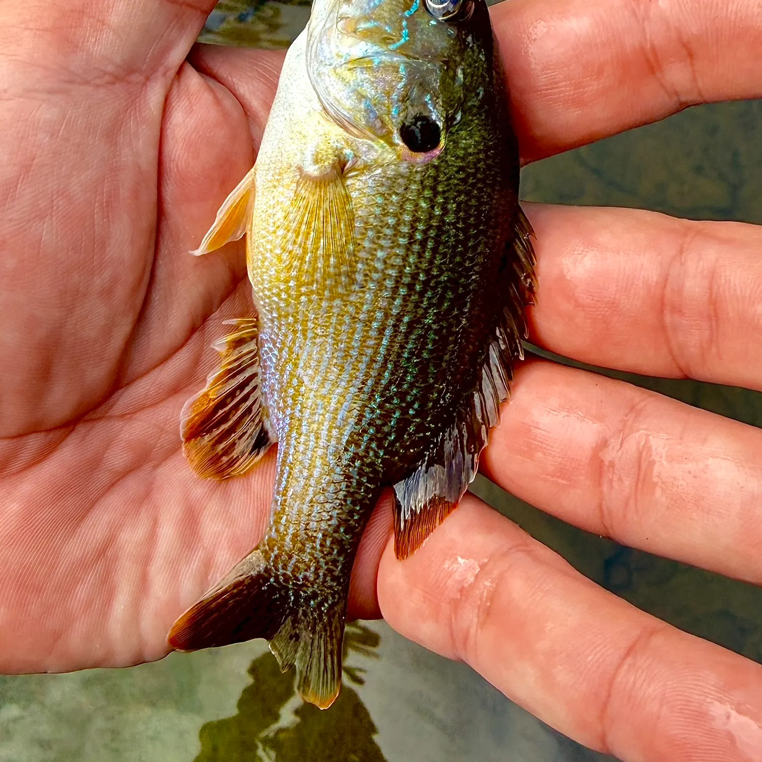 Green sunfish caught on Fishbrain