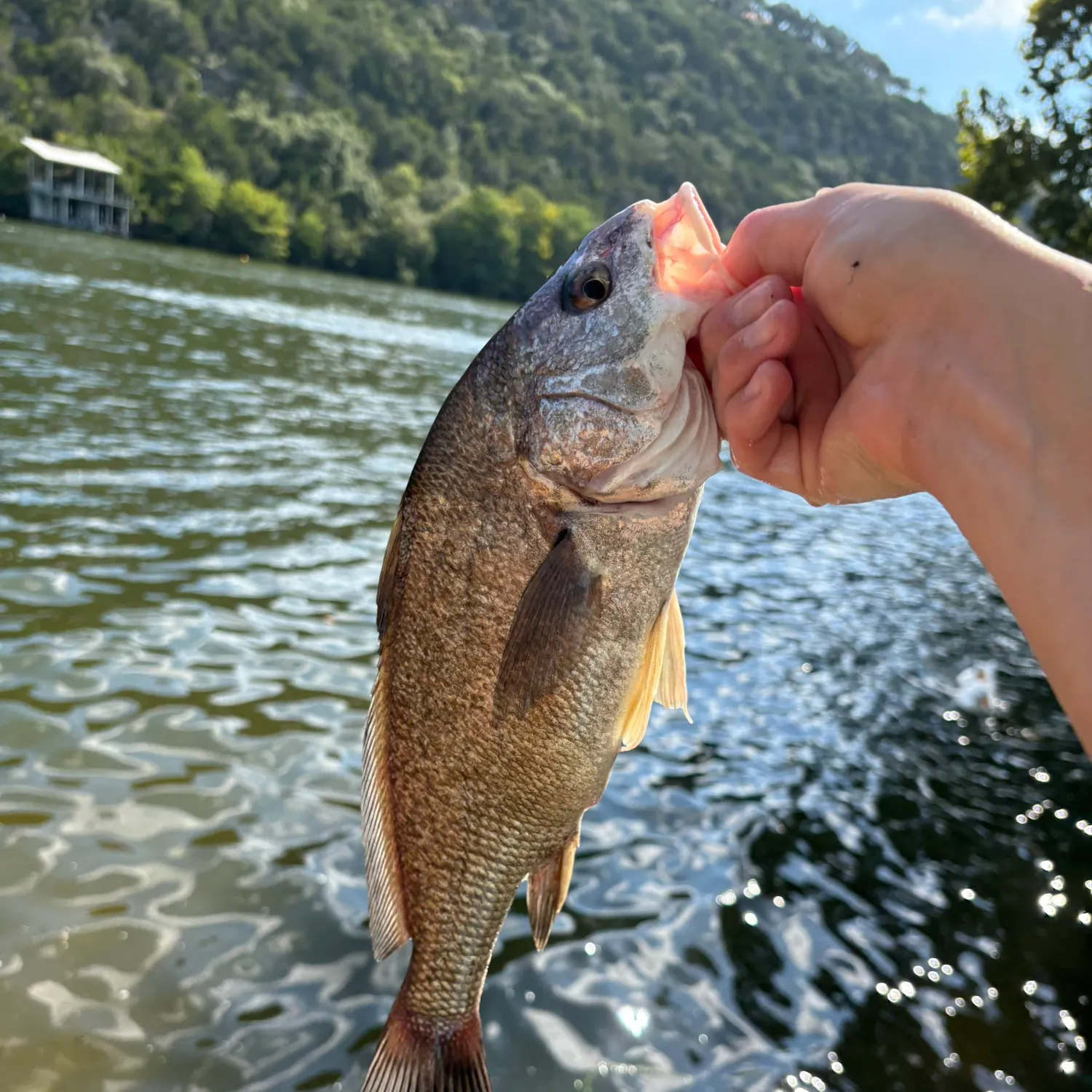 Freshwater drum caught on Fishbrain
