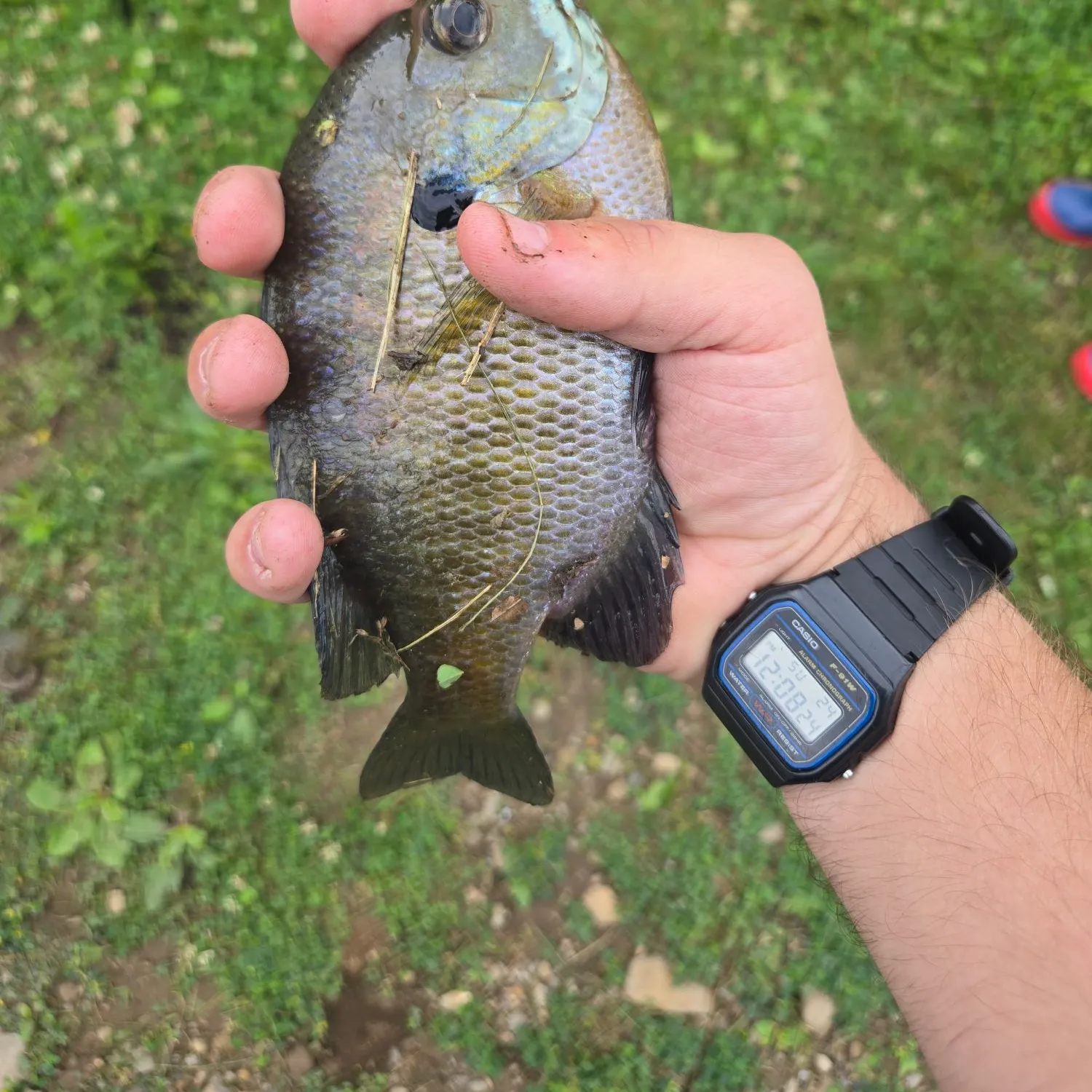 catch