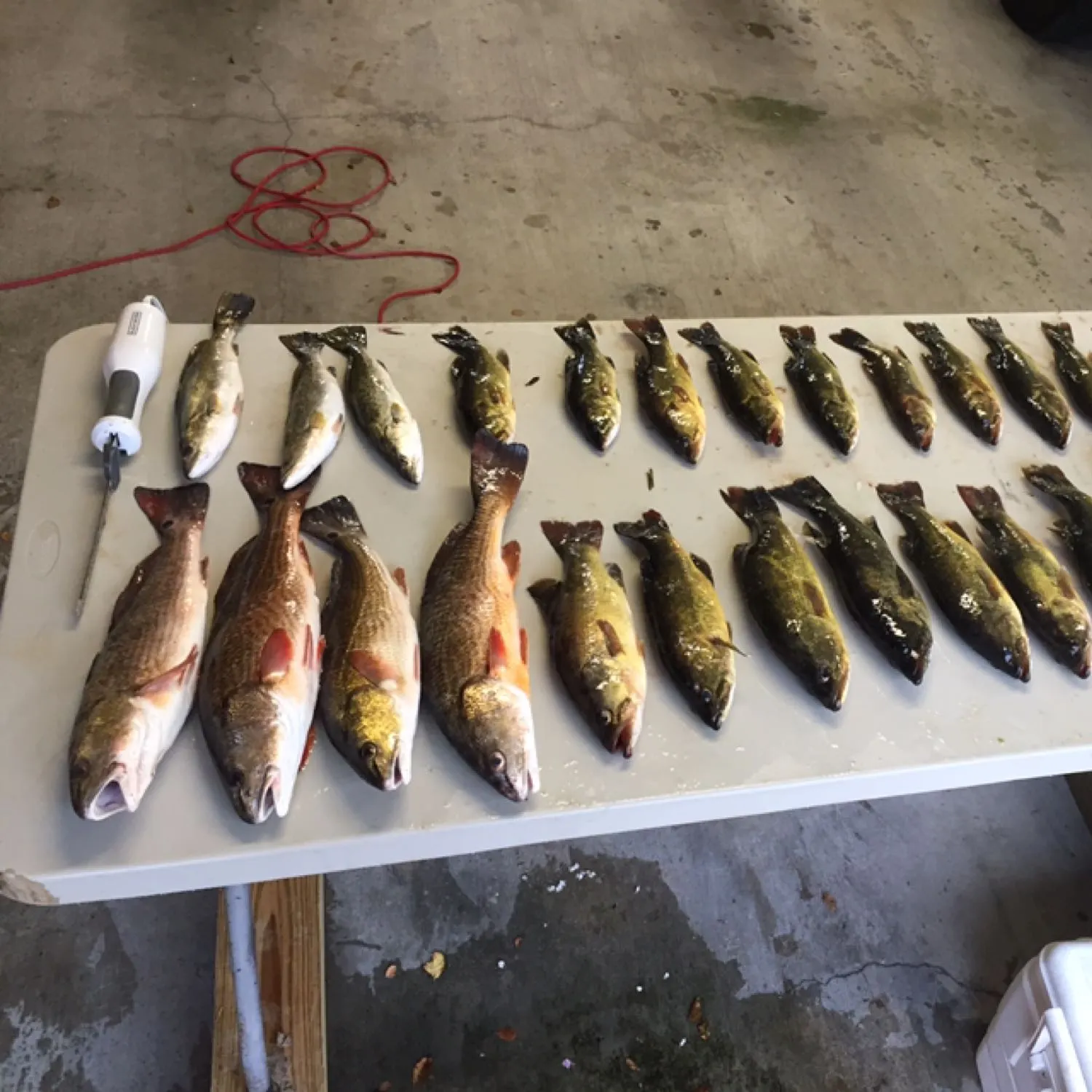 recently logged catches