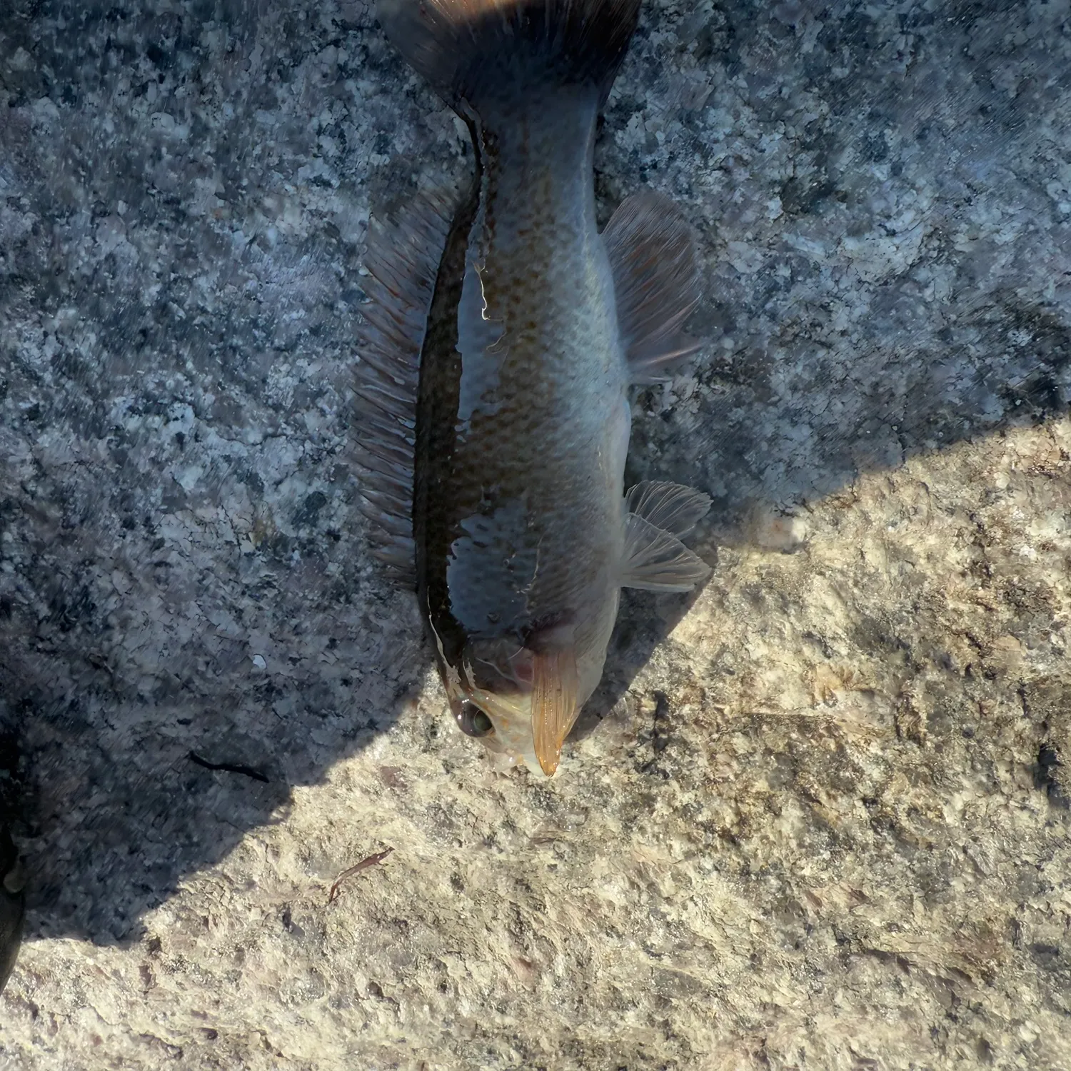 Cunner caught on Fishbrain