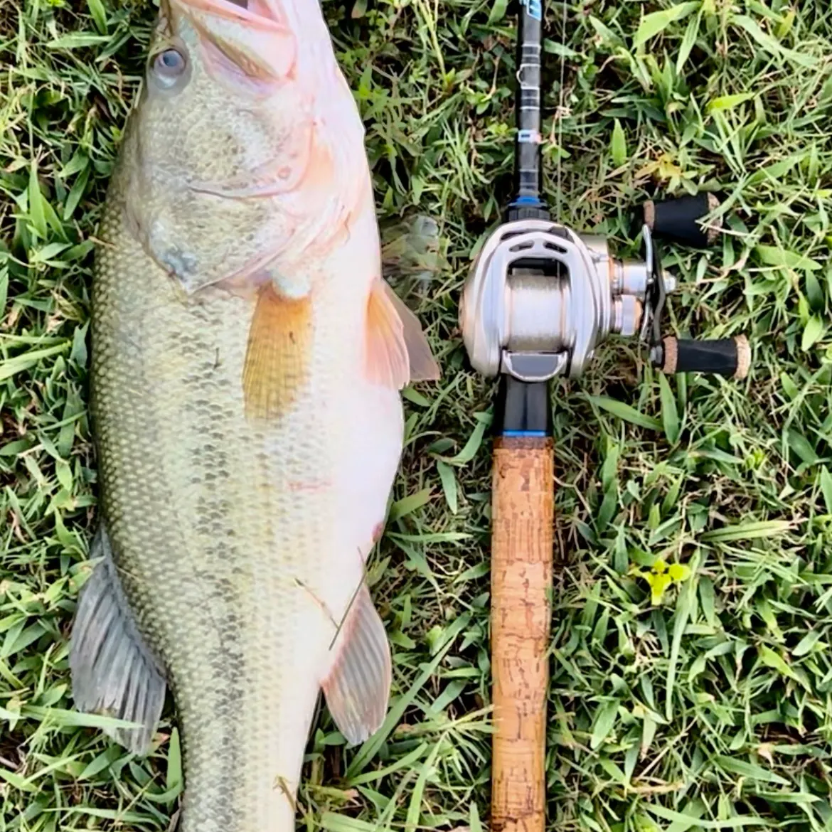 Largemouth bass caught on Fishbrain