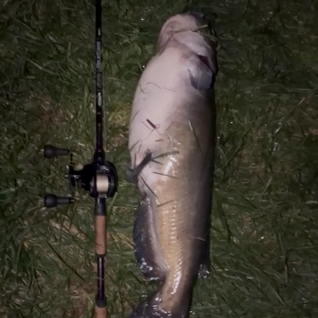 Channel catfish caught on Fishbrain